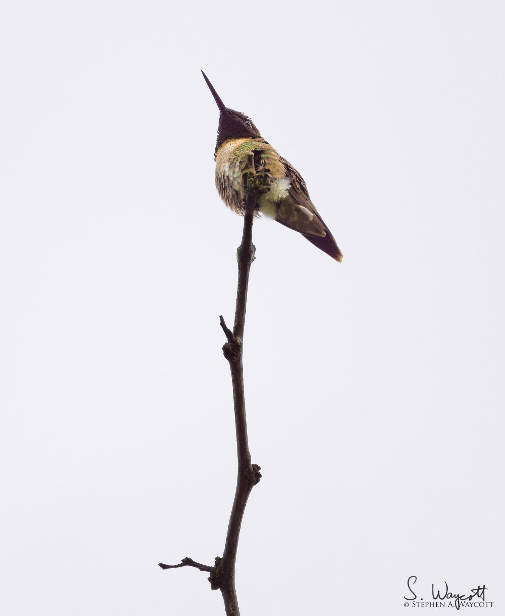 A dull, washed out photo of a hummingbird against a featureless grey sky.