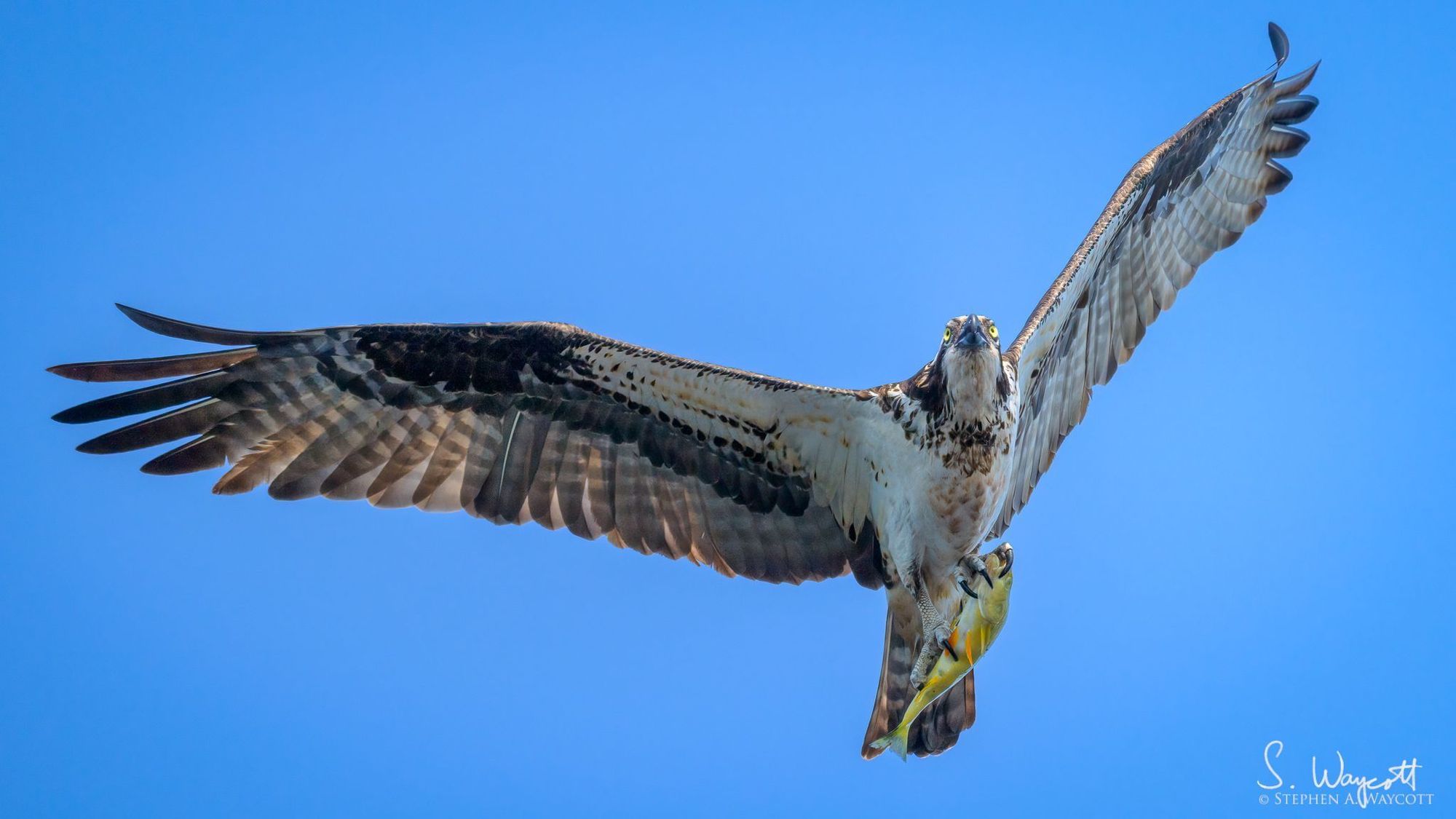 An Osprey with wings spread wide flies overhead with a yellow fish clutched in its talons.