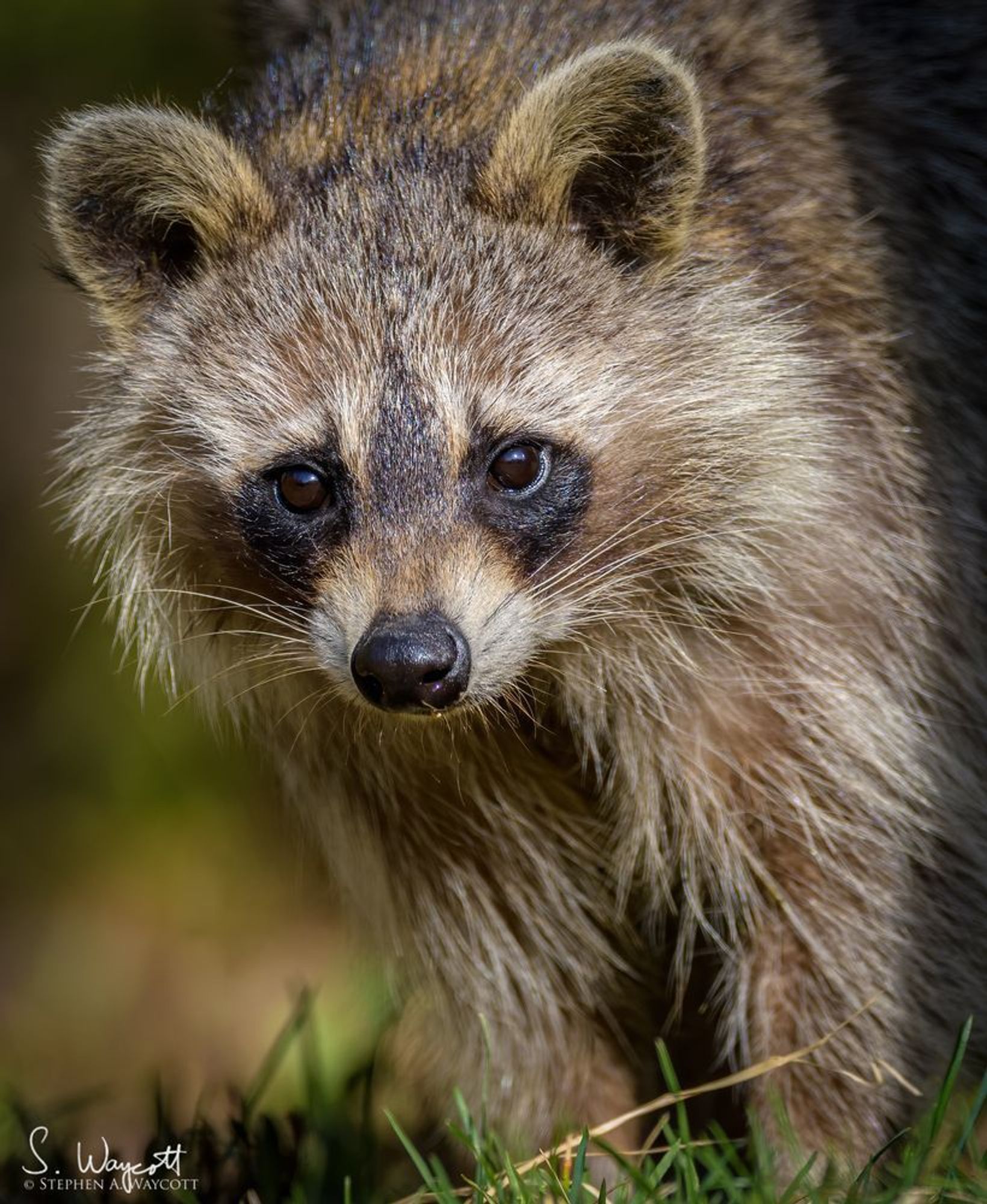 Close-up portrait of a raccoon who is looking directly at the camera.