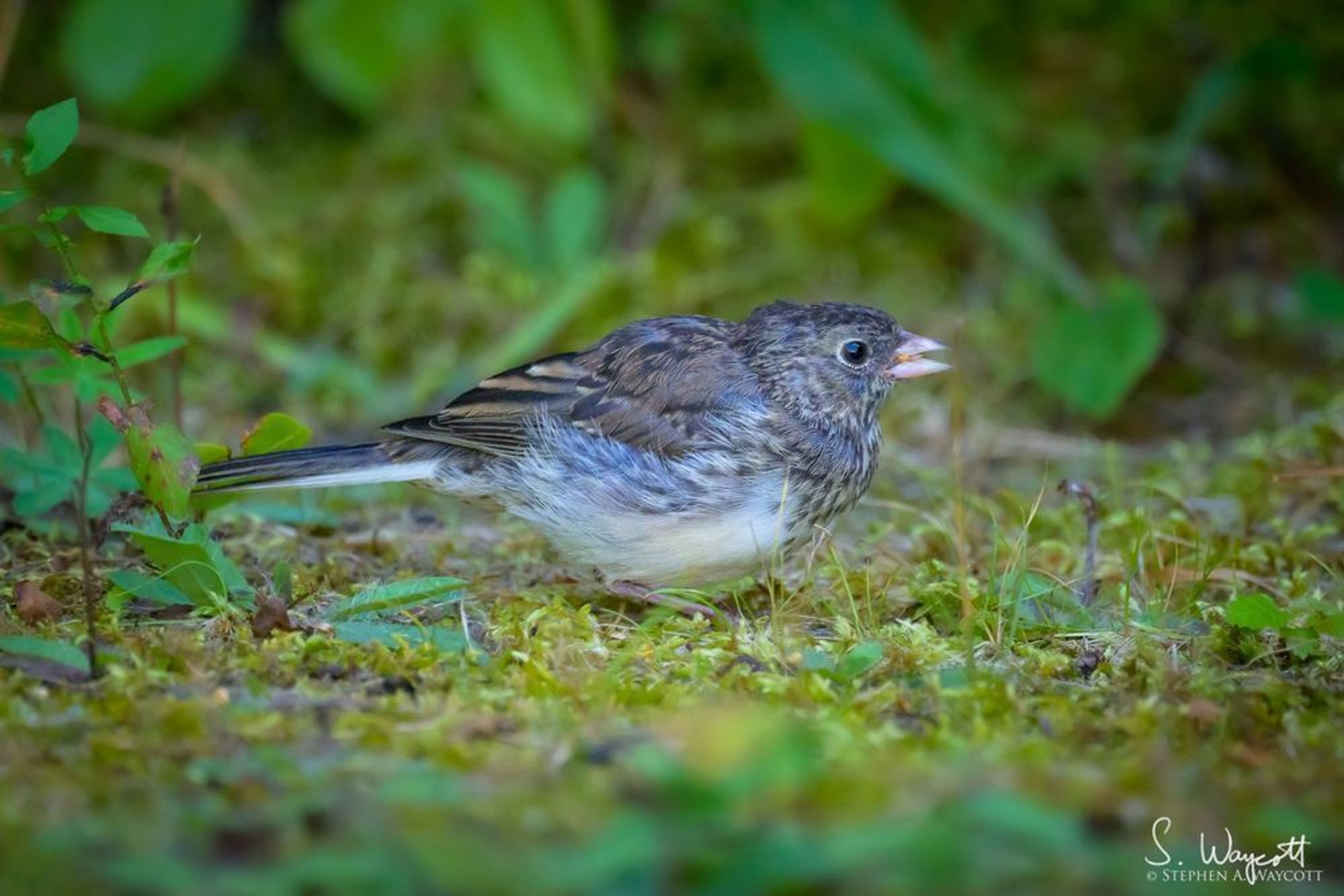 A small grey-brown bird is on the mossy ground eating a seed.