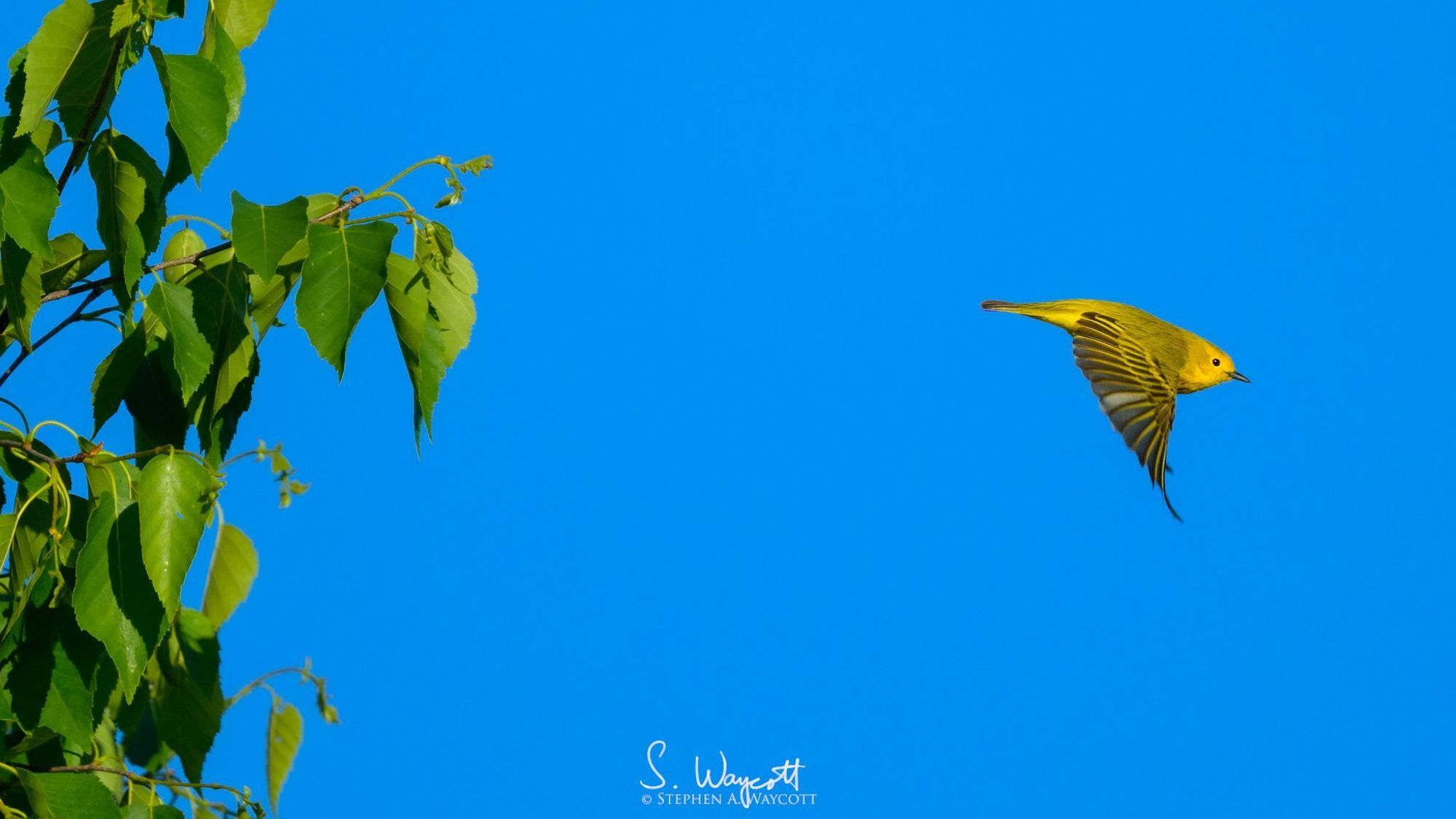 A yellow songbird has leapt off the leafy green branch of a tree and it flying out of frame to the right.