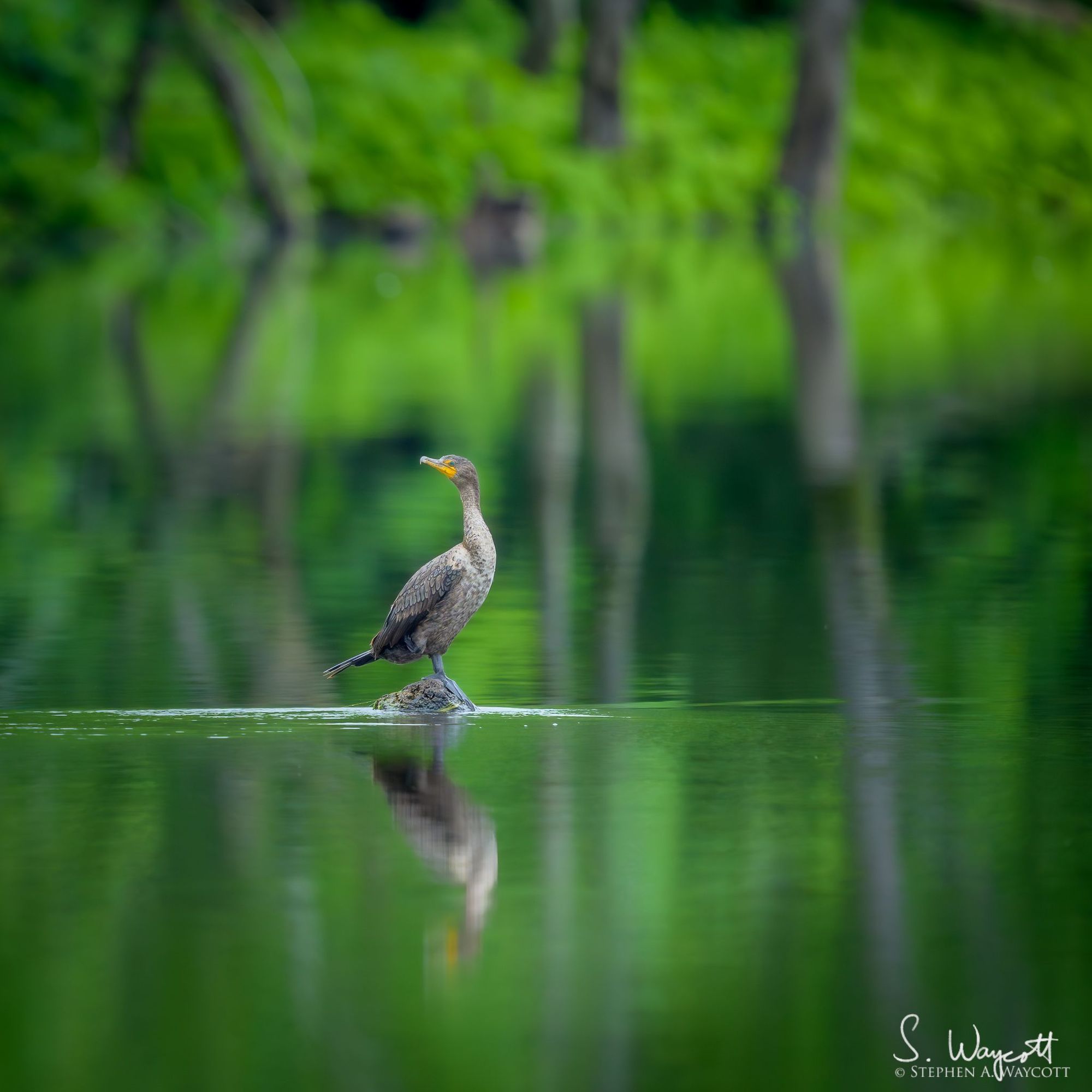 A cormorant stands on a mostly submerged log with lush green foliage in the background.