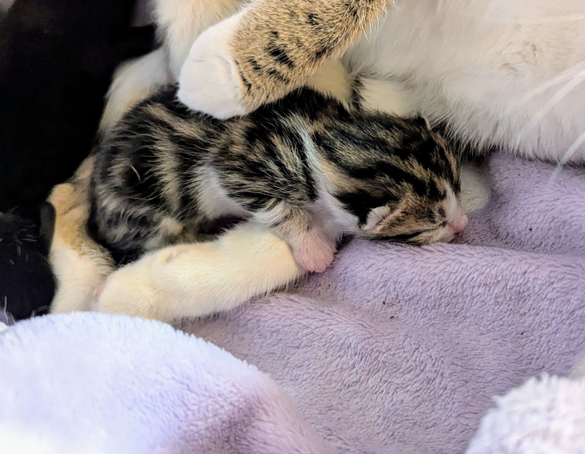 A very small newborn tabby and white kitten, snuggled safely in his mamas white paws.