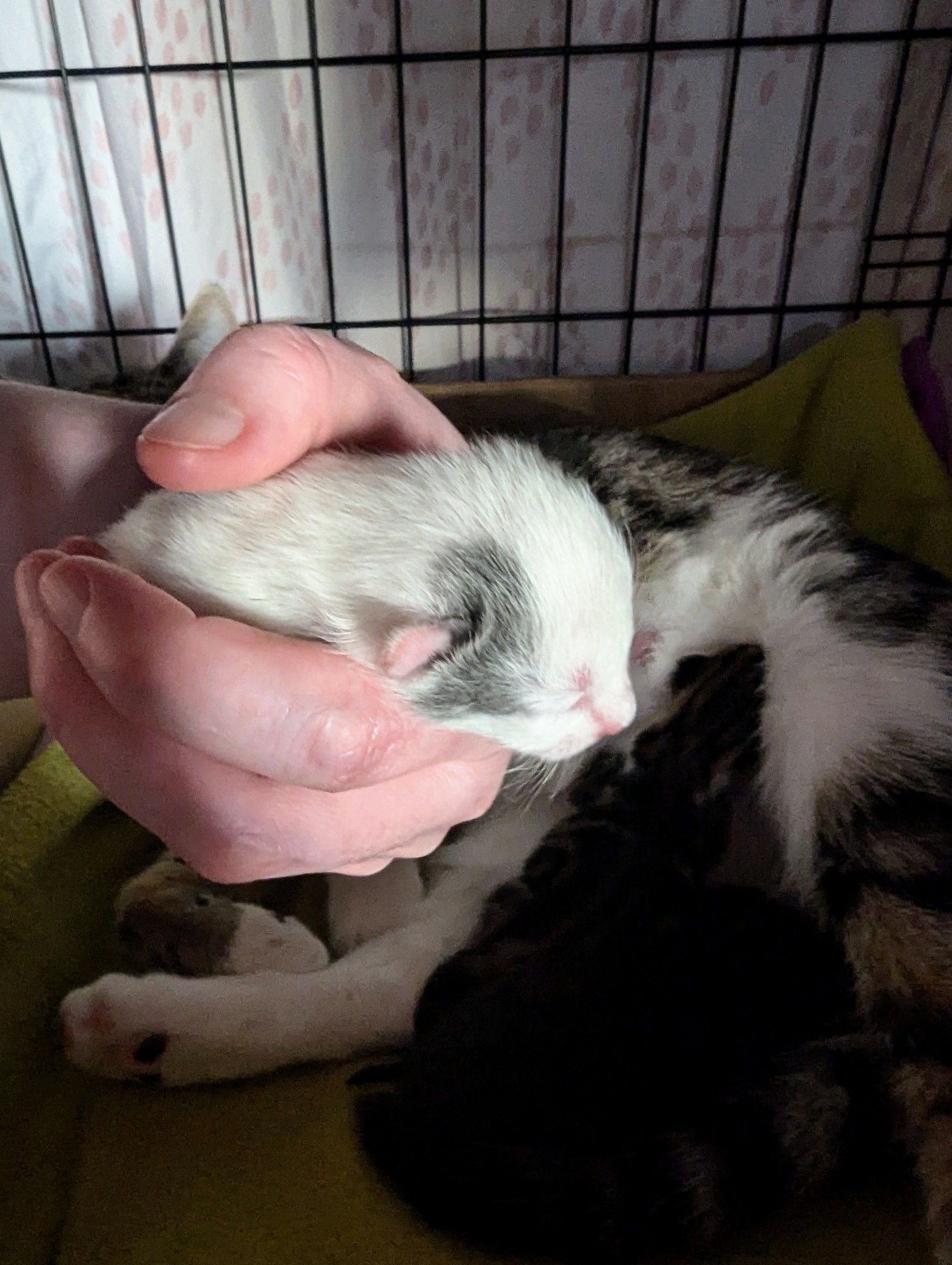 Profile shot of a very tiny white and grey kitten held in my curled hand. He's 95% white with splodges over his ear.