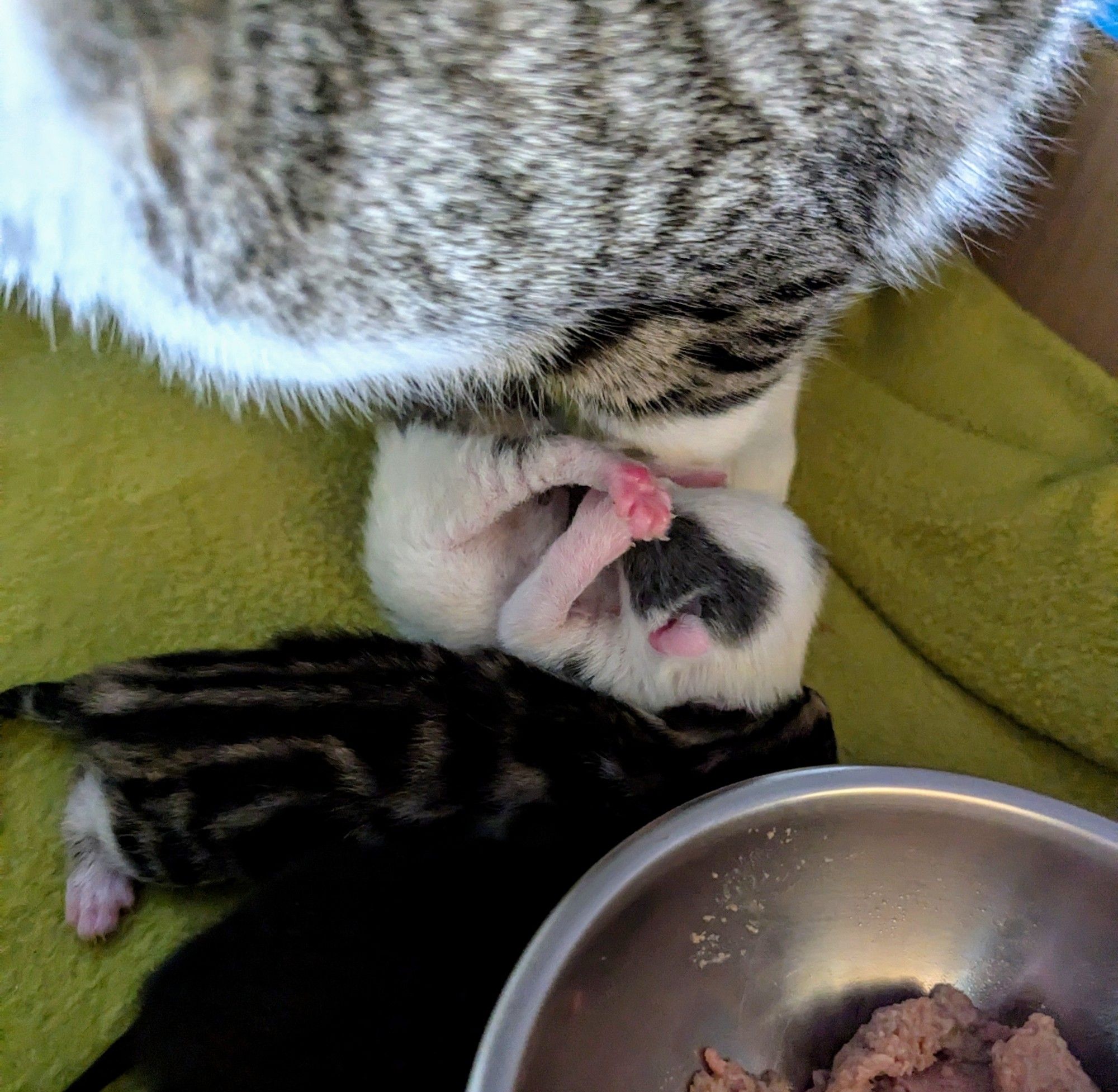 A very small white kitten with grey splodges. He is laying on his back, flailing all his paws as he tries to flip himself back over. Mamas foot is by his head, and his brother is against his side.