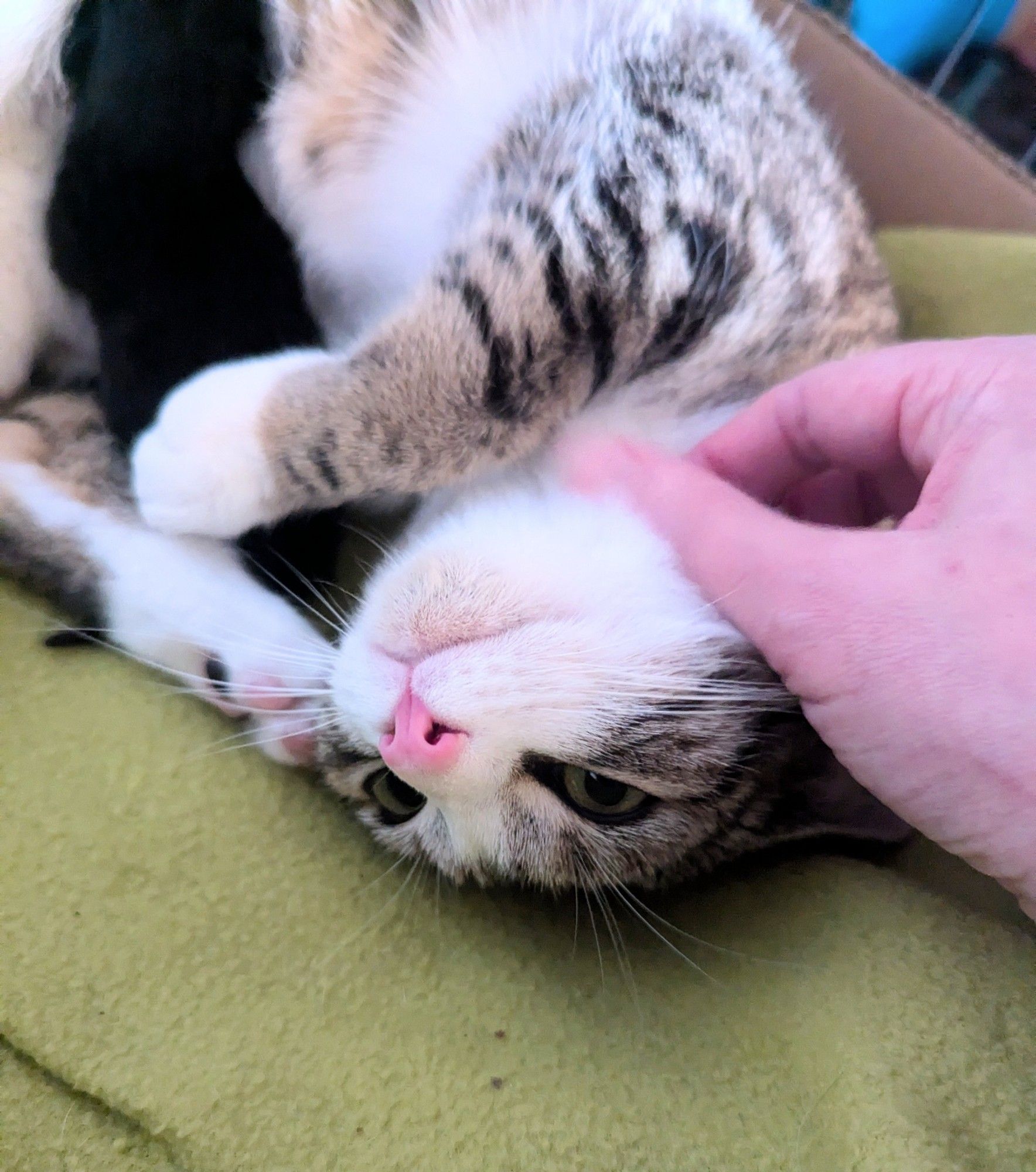 An upside down tabby and white cat with the pinkest little nose. She's getting her chin rubbed and loving it. Blurry in the background is a black kitten, nursing.