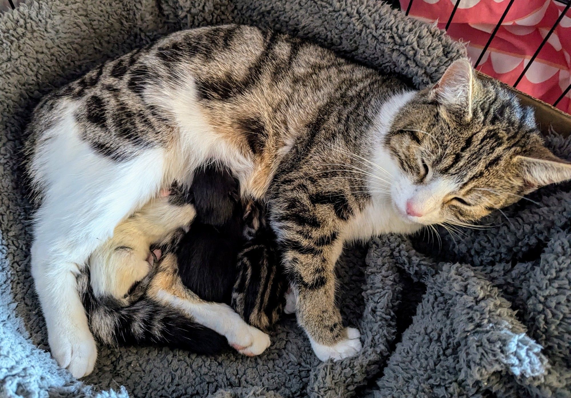 Mama Flynn, a tabby and white cat. She is looking comfortable and dozy in her soft grey bed, while nursing her three kittens.