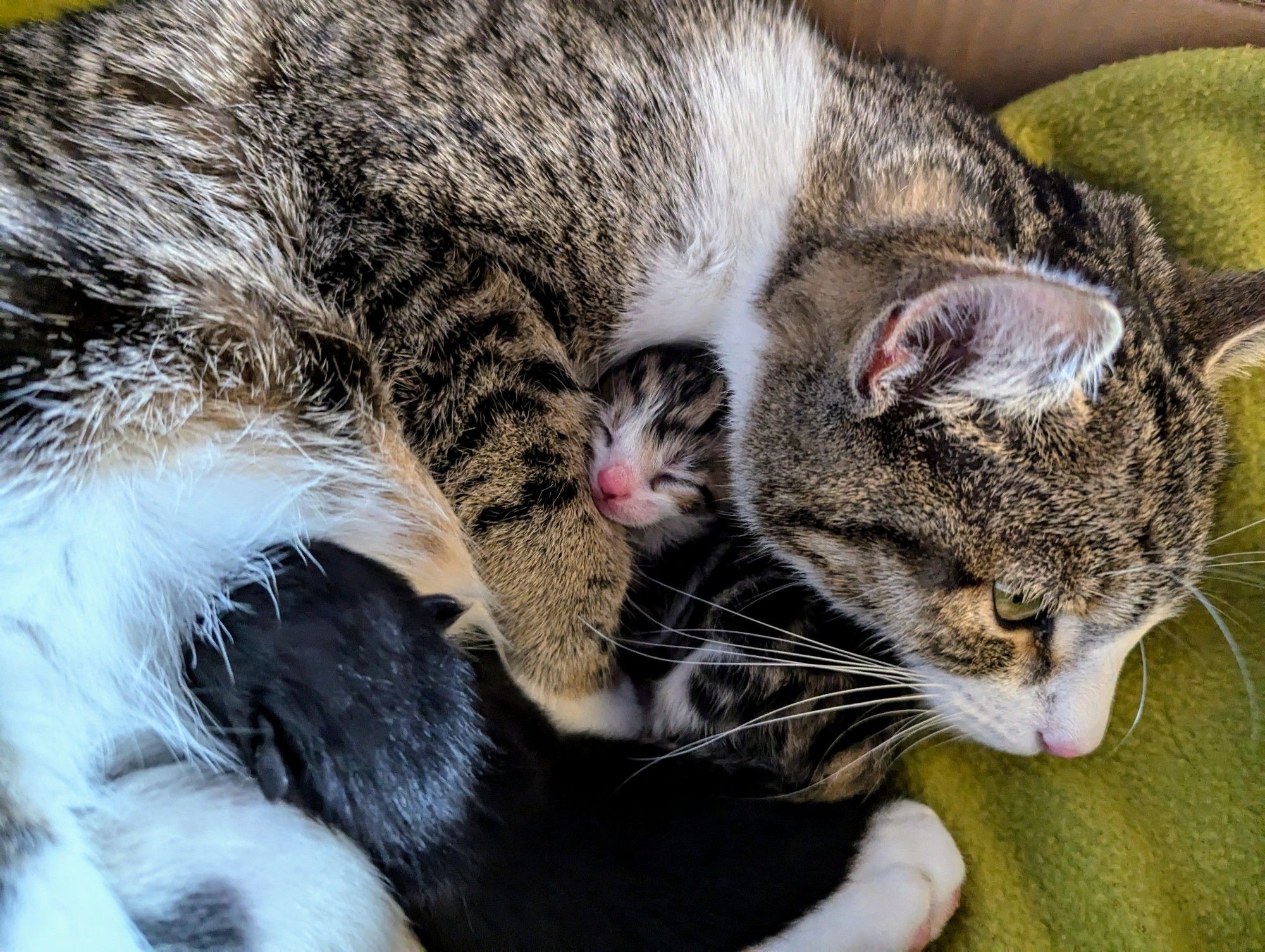 An absolutely adorable photo of a tiny newborn tabby and white kitten face poking out of the space between his mamas neck and her front paw. Mama is also tabby and white. There's a bonus black kitten at the bottom of the photo.