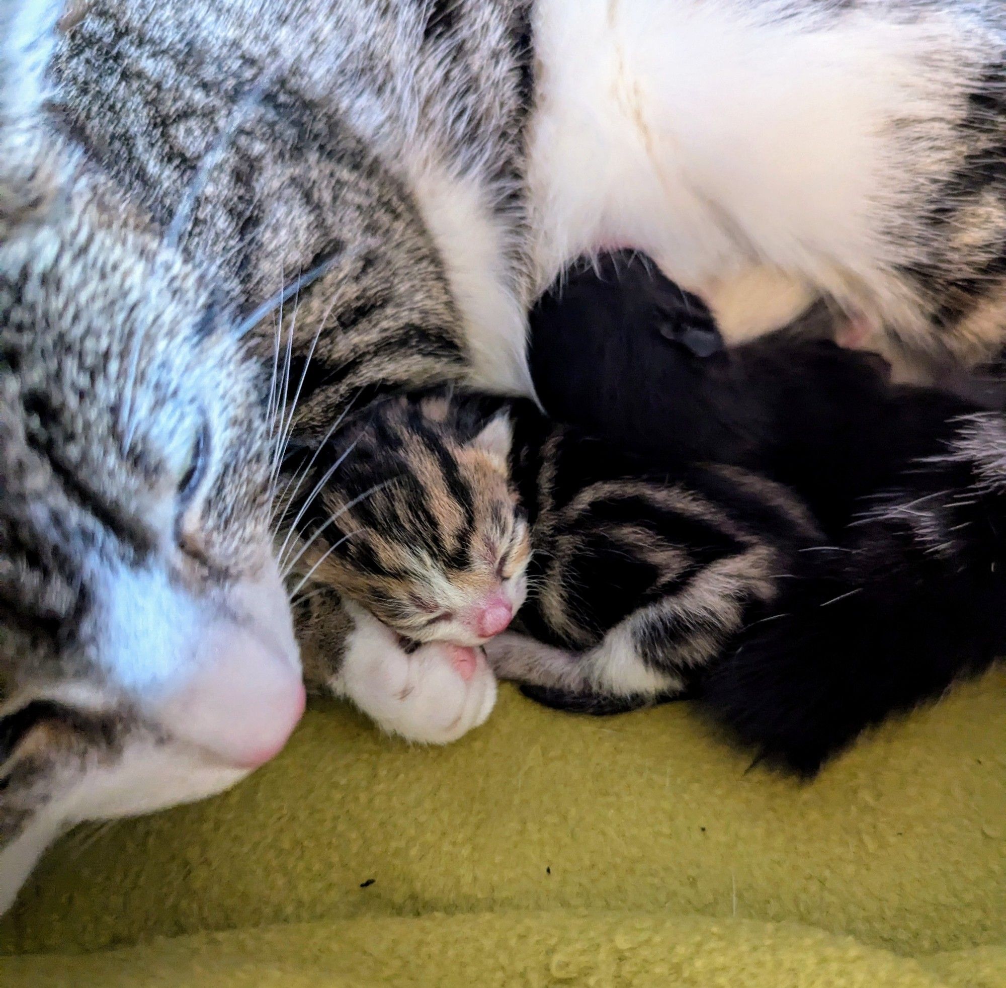 The tiniest newborn brown tabby kitten, curled up like a real and proper cat, resting his head on his mamas front paw. You can see his white patches, he's identical to his mama.