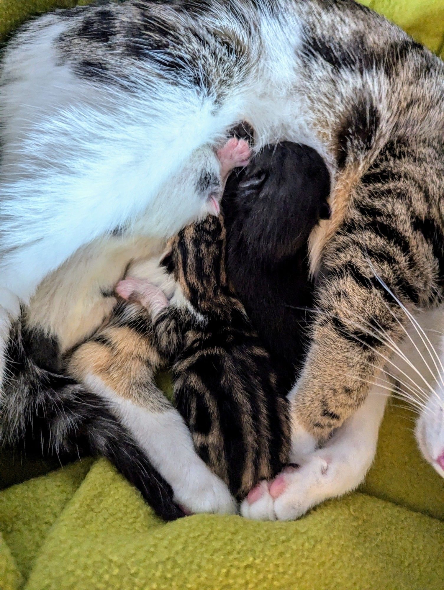 A close up of three kittens nursing and mamas legs holding them close. We're particularly looking at Wilde, the centre kitten, who is a dramatically patterned classic brown tabby. His brown and black is very striking, and then he has a white belly and front paws. 

To the left of Wilde, we have Orwell, a mostly white kitten with some grey splodges, and then to the right we have Beatrix, a stunning black kitten. Mama is a brown tabby with white paws and belly - sometimes called a tabby tuxie.