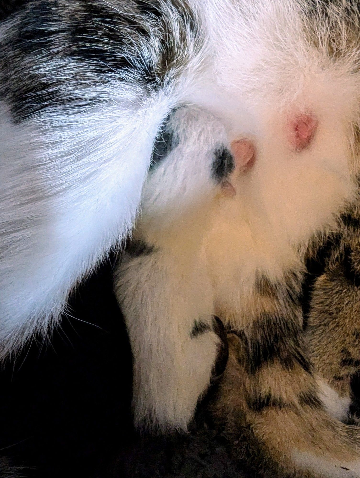 A very very small white kitten with a few splodges of grey. He is nursing and you can see his little pink paw up near his grey ear splotch. He, and mamas belly are both very white.