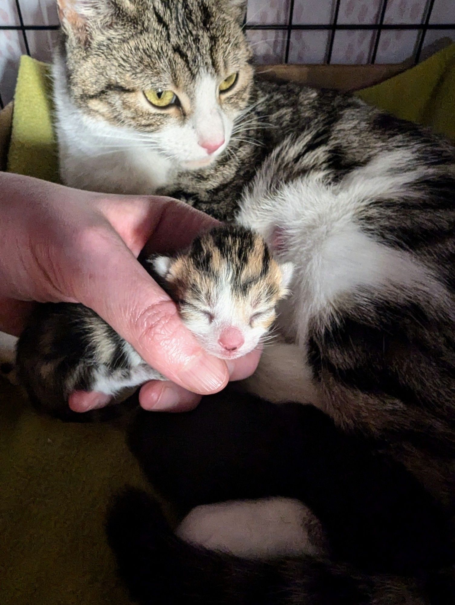 A very very tiny tabby and white kitten held in my curled hand. His mama is in the background making sure I'm keeping her floating baby safe.