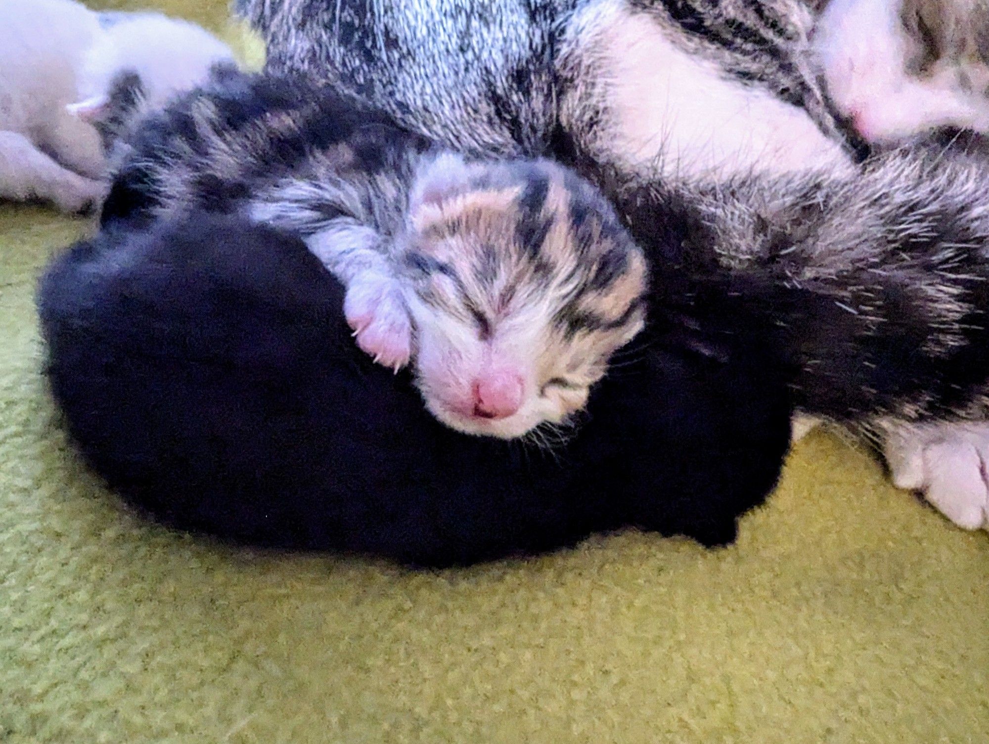 An impossibly small tabby and white kitten is using his black sister as a pillow. She looks like a void he is sinking into. Mama is in the background grooming her terrible self.