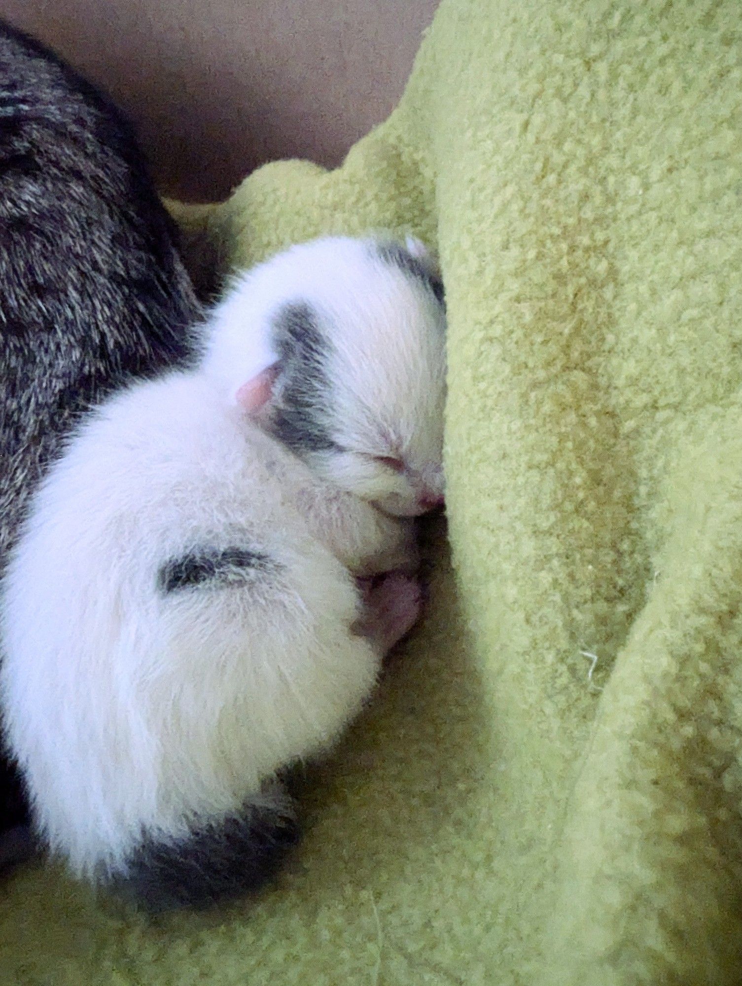 A very very small white kitten with grey spots is curled up between his mamas stinky butt and he fluffy green blanket.