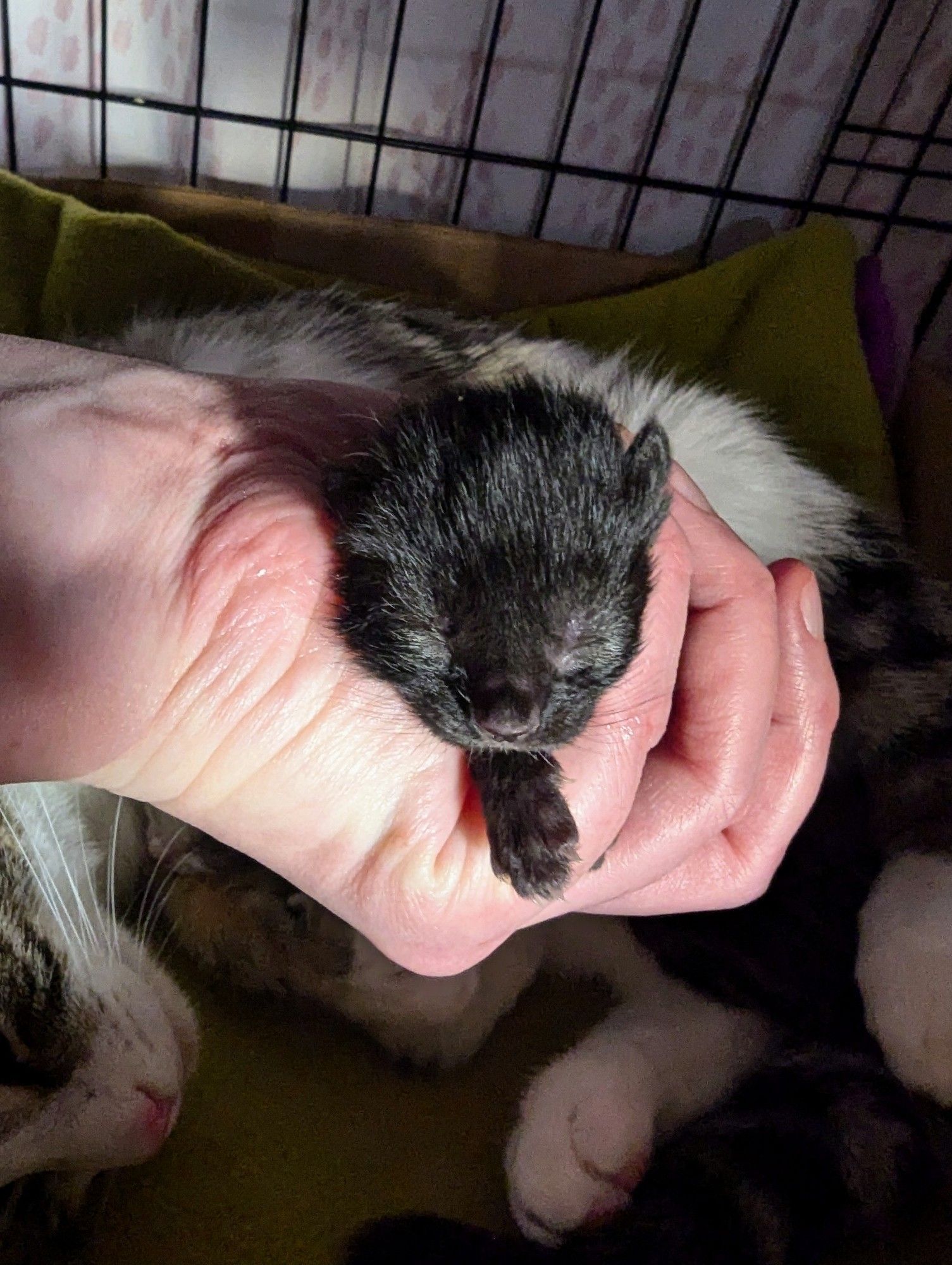 A tiny black void kitten, curled into my hand. I love her.