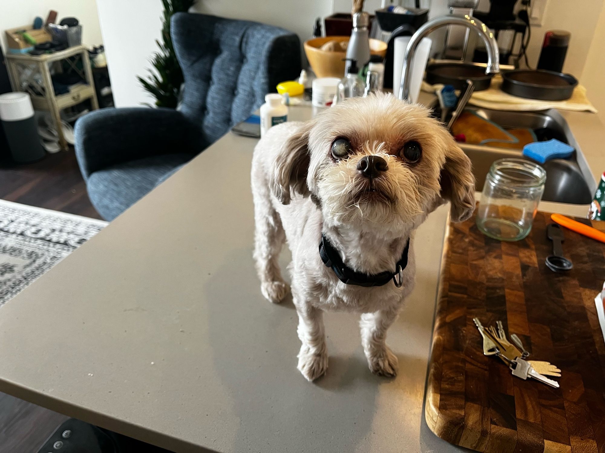 Little dog on kitchen counter.