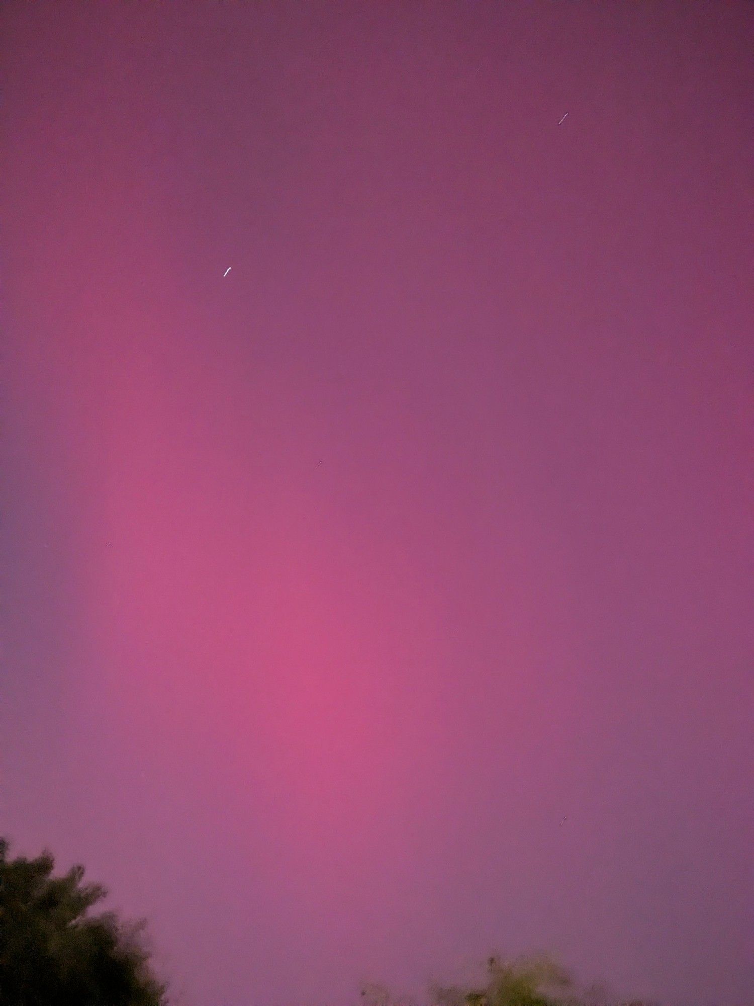 Silhouettes of treetops against a night sky full of a purple northern lights display 