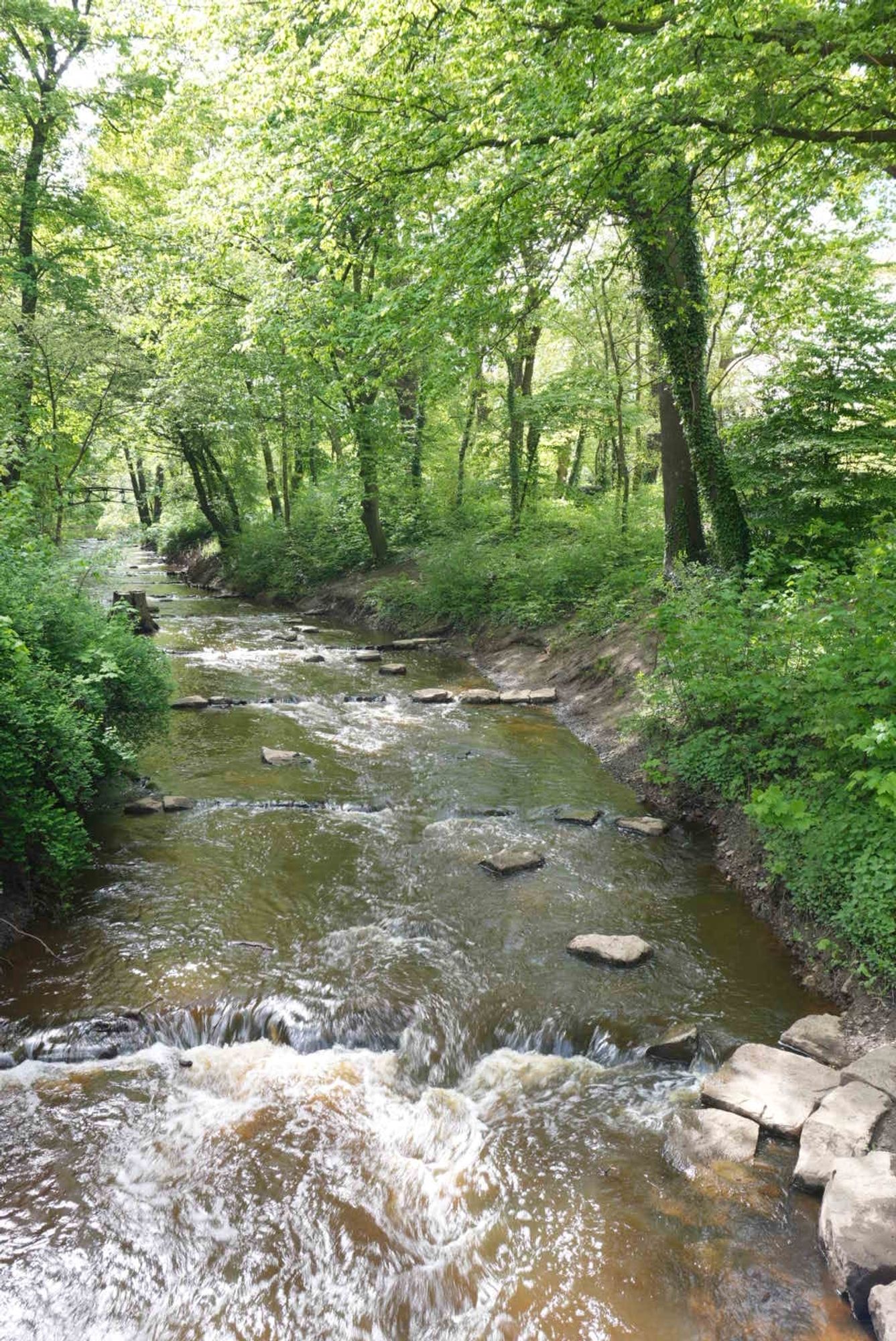 Die Bastau, ein Zufluss der Weser. Der Bachlauf springt hier über ein paar Stufen, links und rechts Büsche und Bäume in leuchtendem Grün.