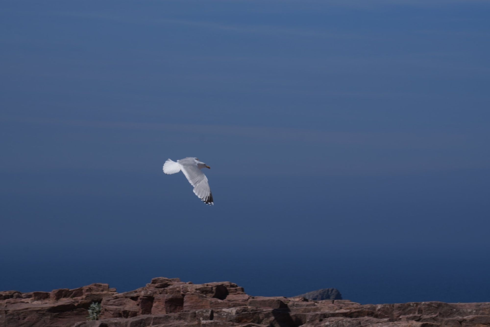 Eine Möwe im Flug. Am unteren Bildrand sind Felsen zu sehen, das Meer geht farblich in den Himmel über.