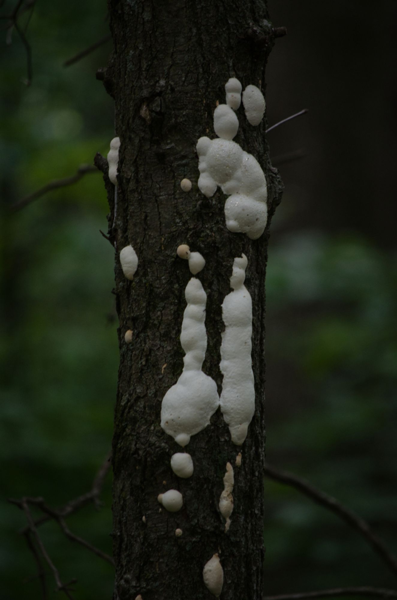 A tree trunk with white, expandable foam looking fungus growing on it.