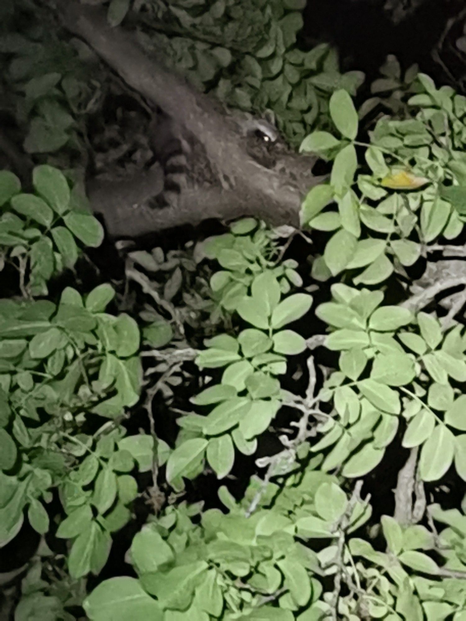 Ein Waschbär sitzt in einem Walnuss-Baum, mit einer Taschenlampe angestrahlt guckt er herunter