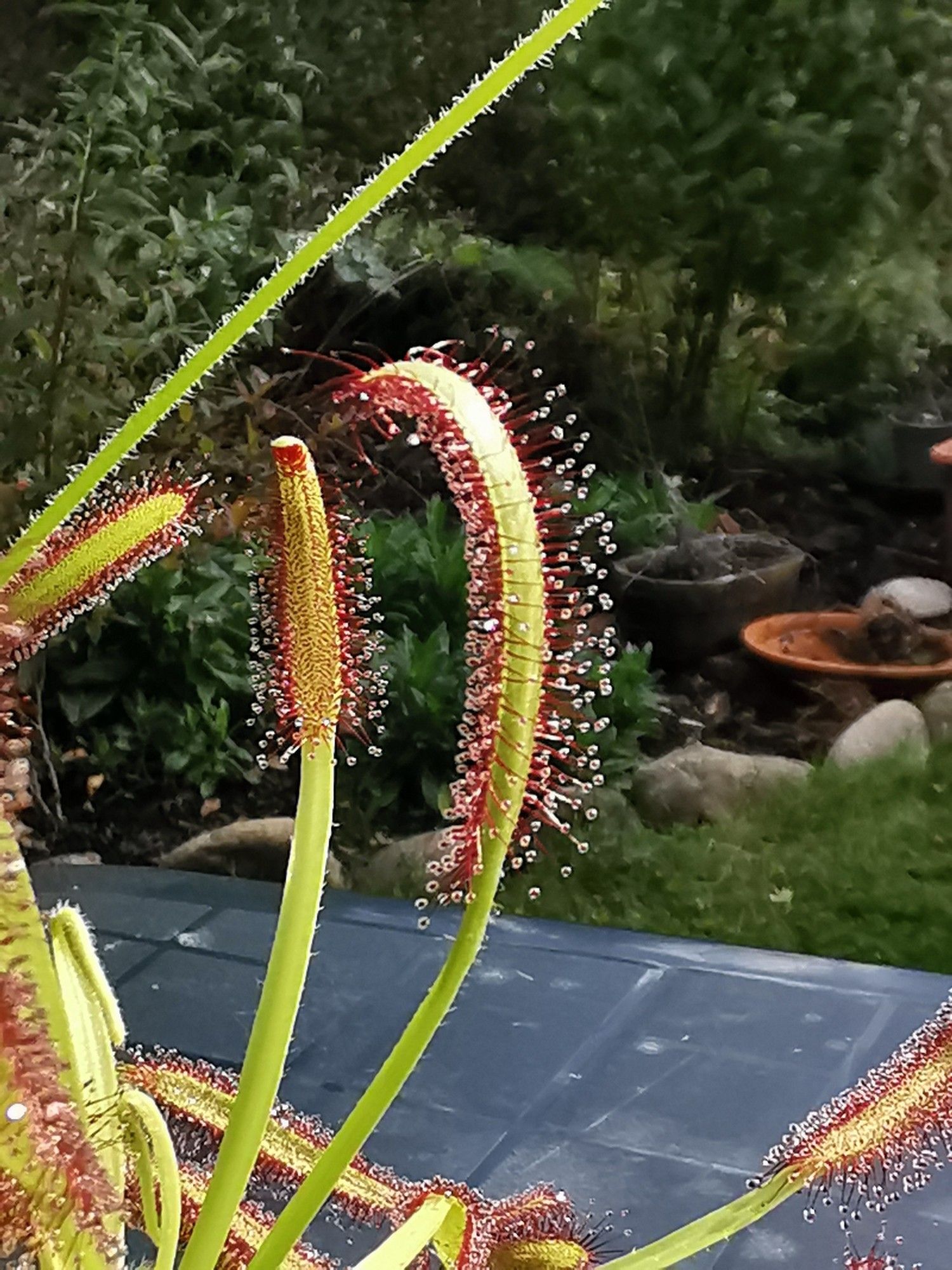 Ein Fangarm der Drosera capensis glitzert in der Sonne