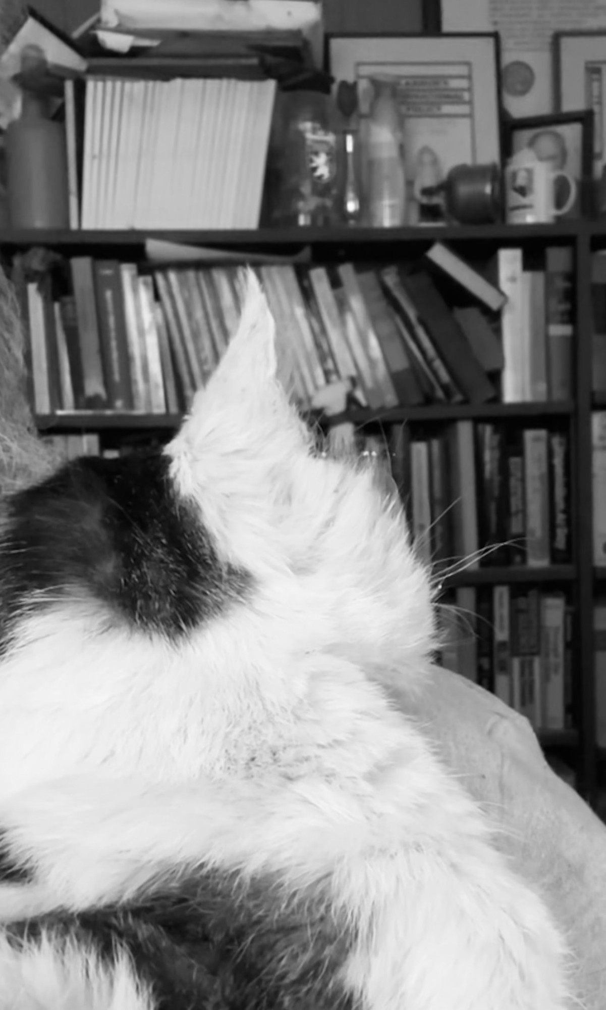 White, black and grey stripe tom snoozing on my shoulder, facing away from the camera. 