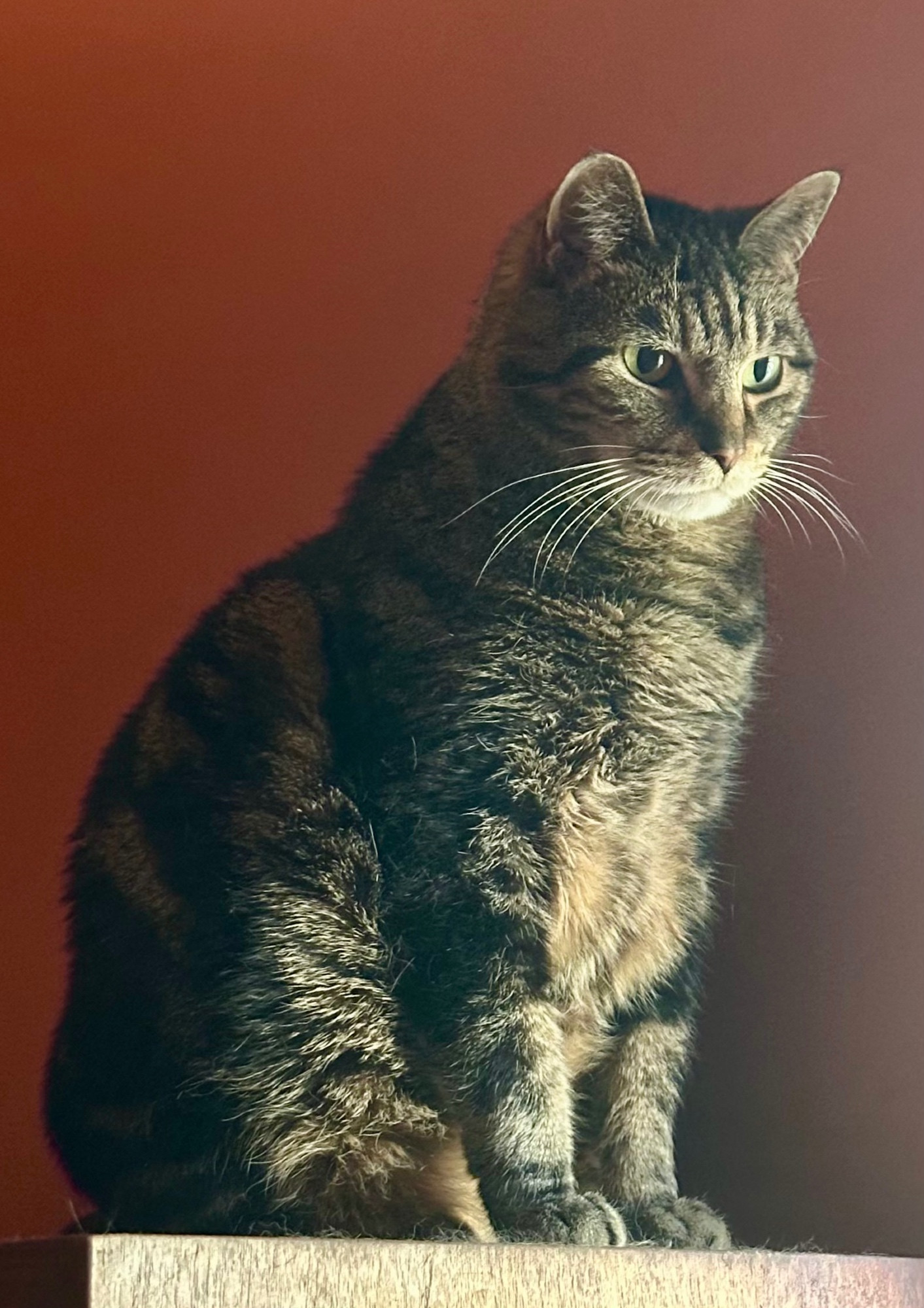 Chonky black brown tabby tortie reformed feral cat. 