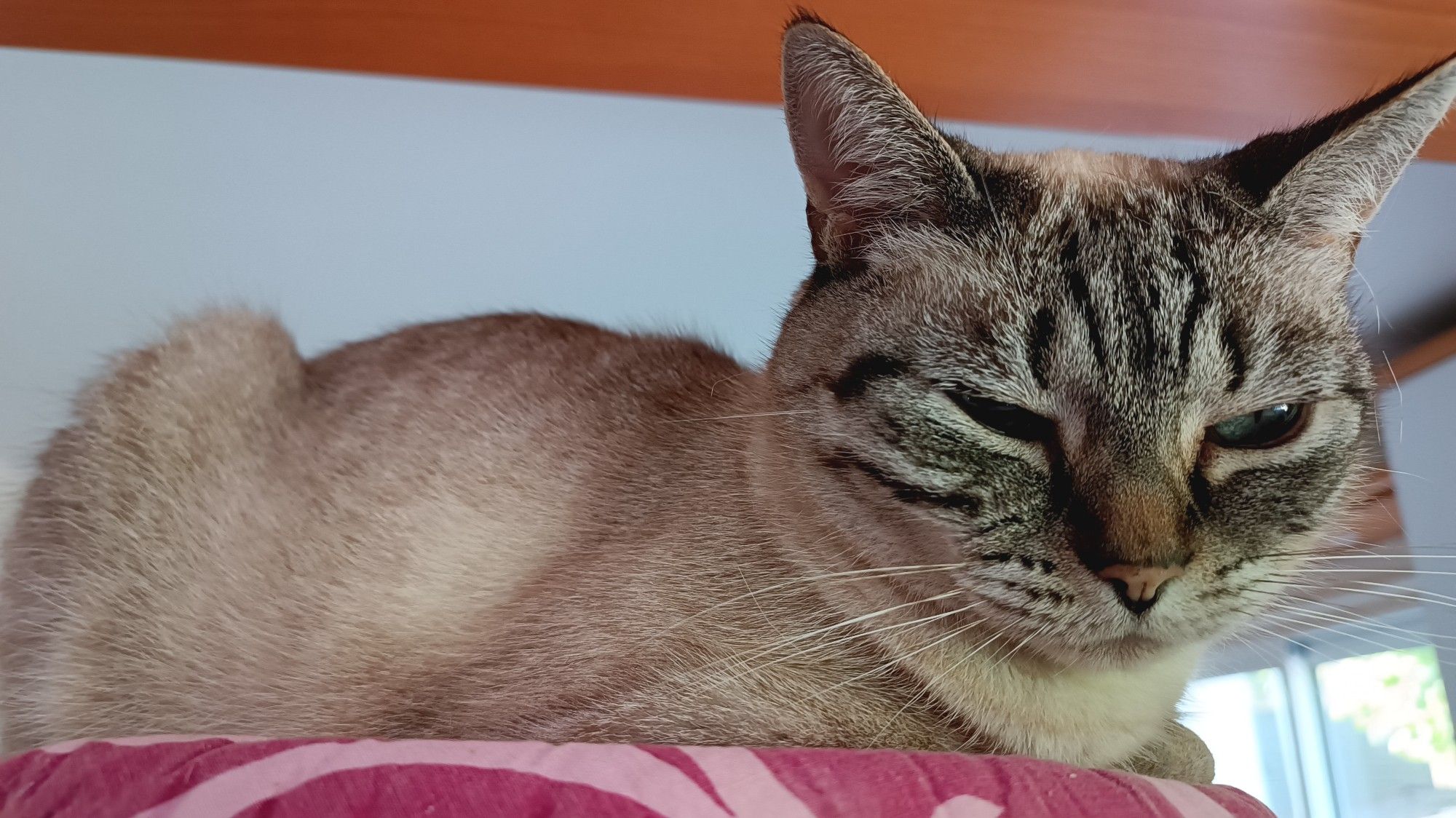 Blue atop a tall furniture, eyes partially closed