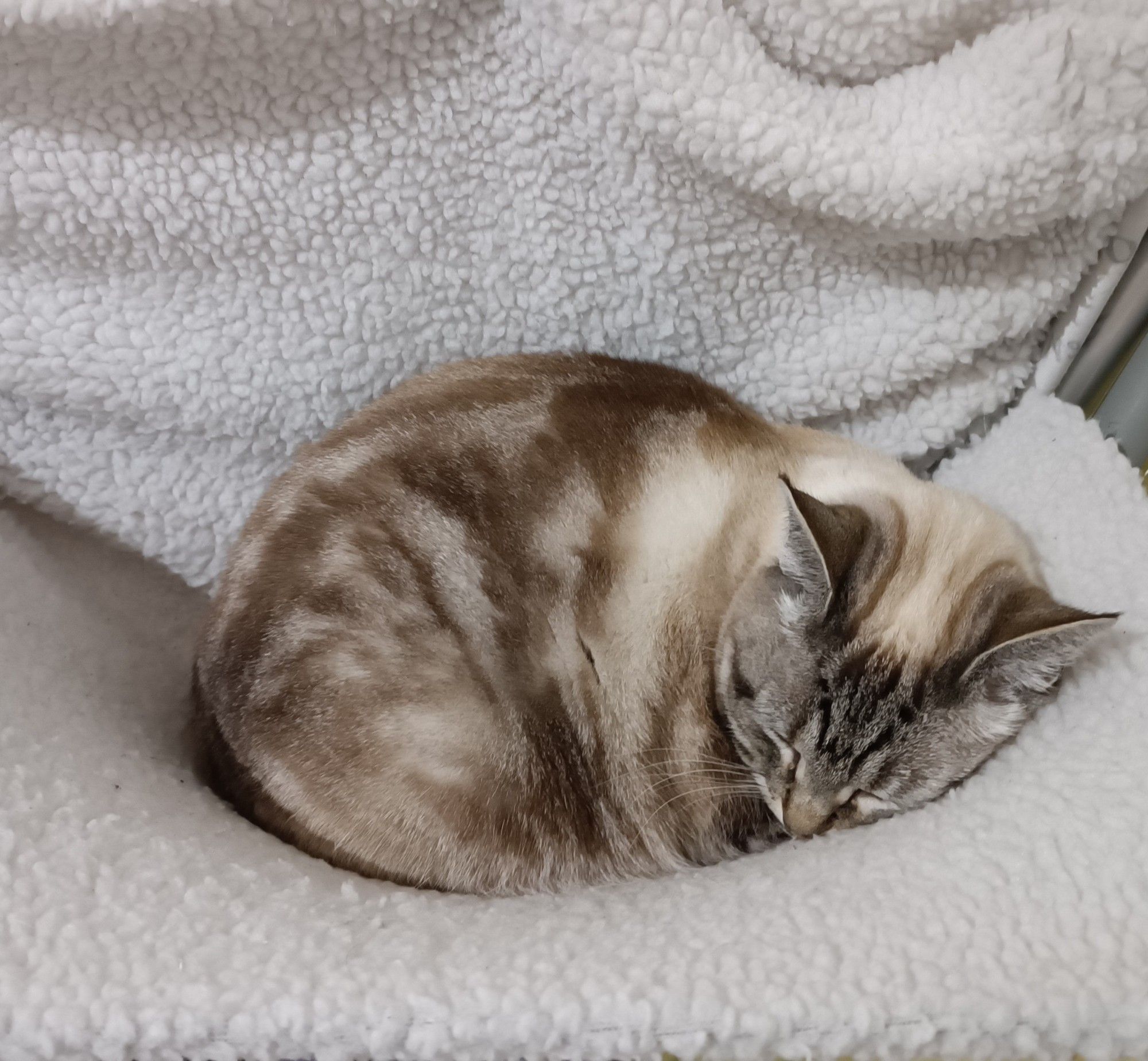 Mew, curled up