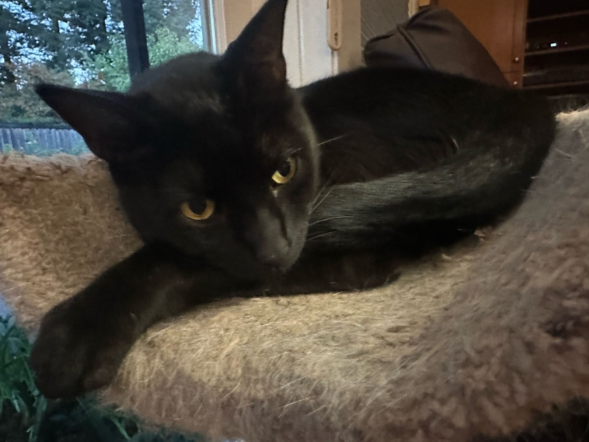 Close up of Bean the black cat curled on a cat perch, his yellow eyes avoiding the camera. He looks as if he’d rather I wasn’t so close to him while he’s resting. 