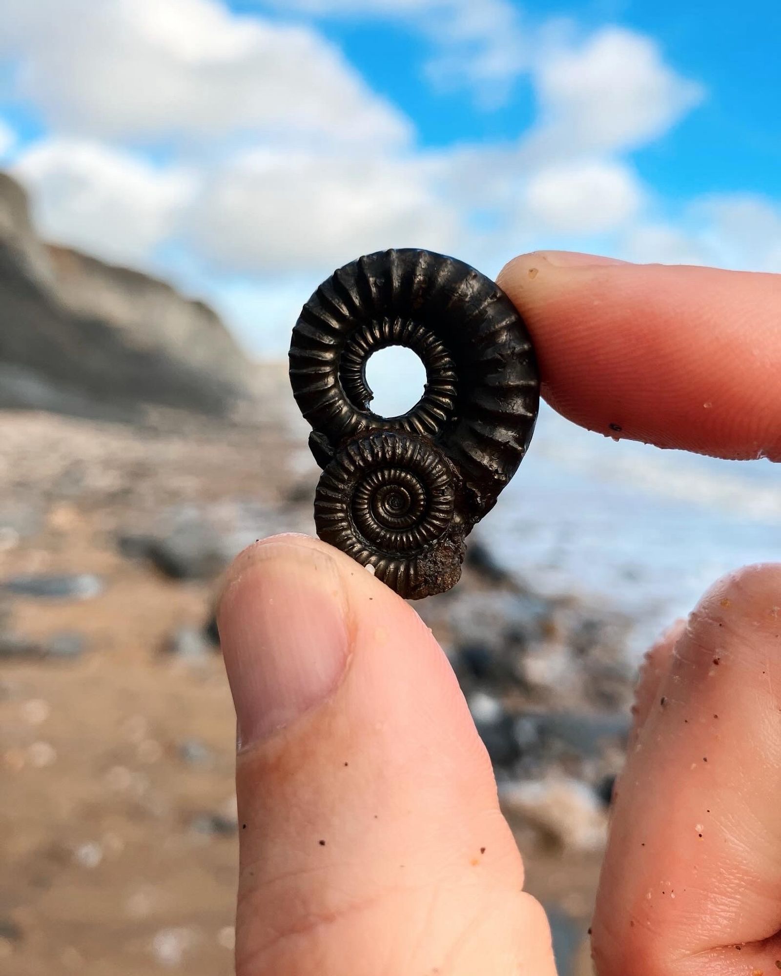 A double pyrite ammonite fossil found along Charmouth beach in Dorset.