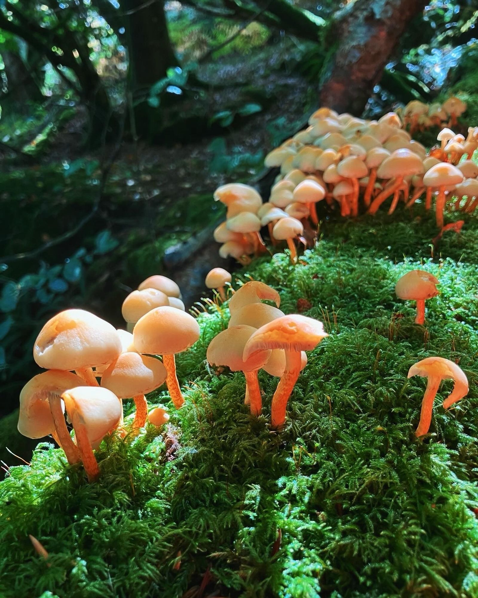 A beautiful collection of mushrooms on a fallen moss covered tree trunk in a wooded area of Dartmoor.