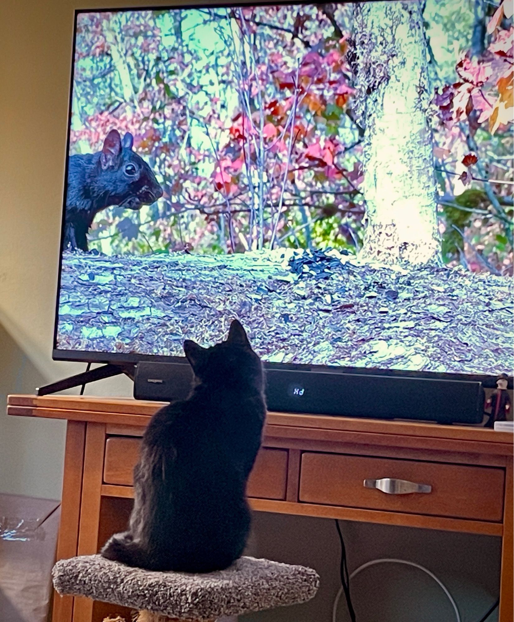 My little black smoke cat Dottie seated directly in front of the tv, staring intently at a squirrel that is coming into frame from off screen