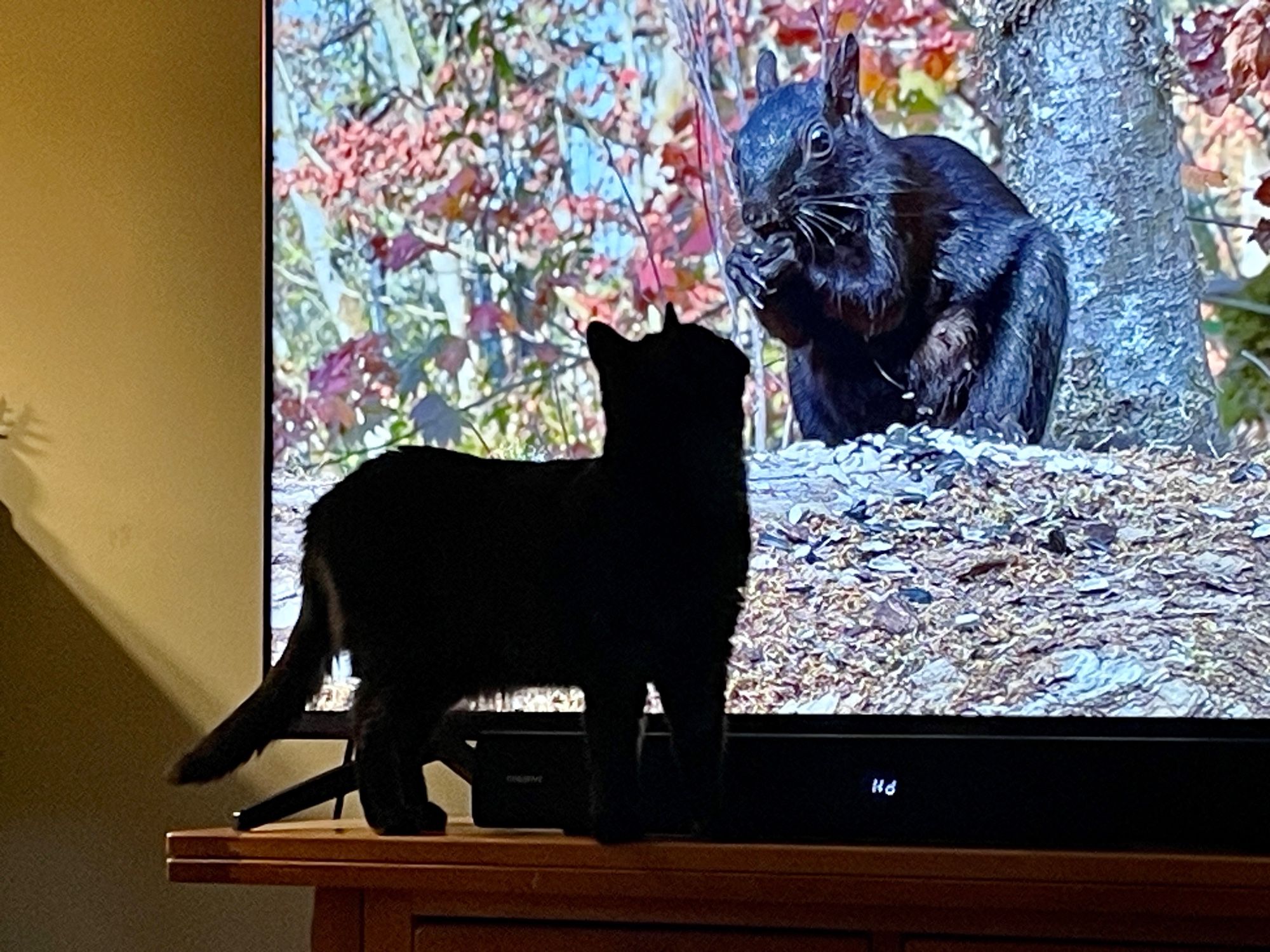 A little black cat squaring up against a massive black squirrel on the tv