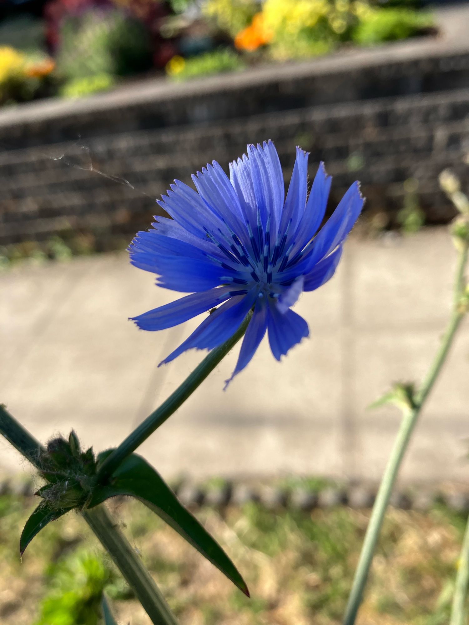 Photograph of a blue flower