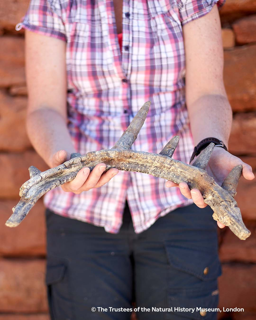 Professor Susannah Maidment, dressed in a check shirt, holds a spiked rib bone from Spicomellus in her hands in front of a stone wall.