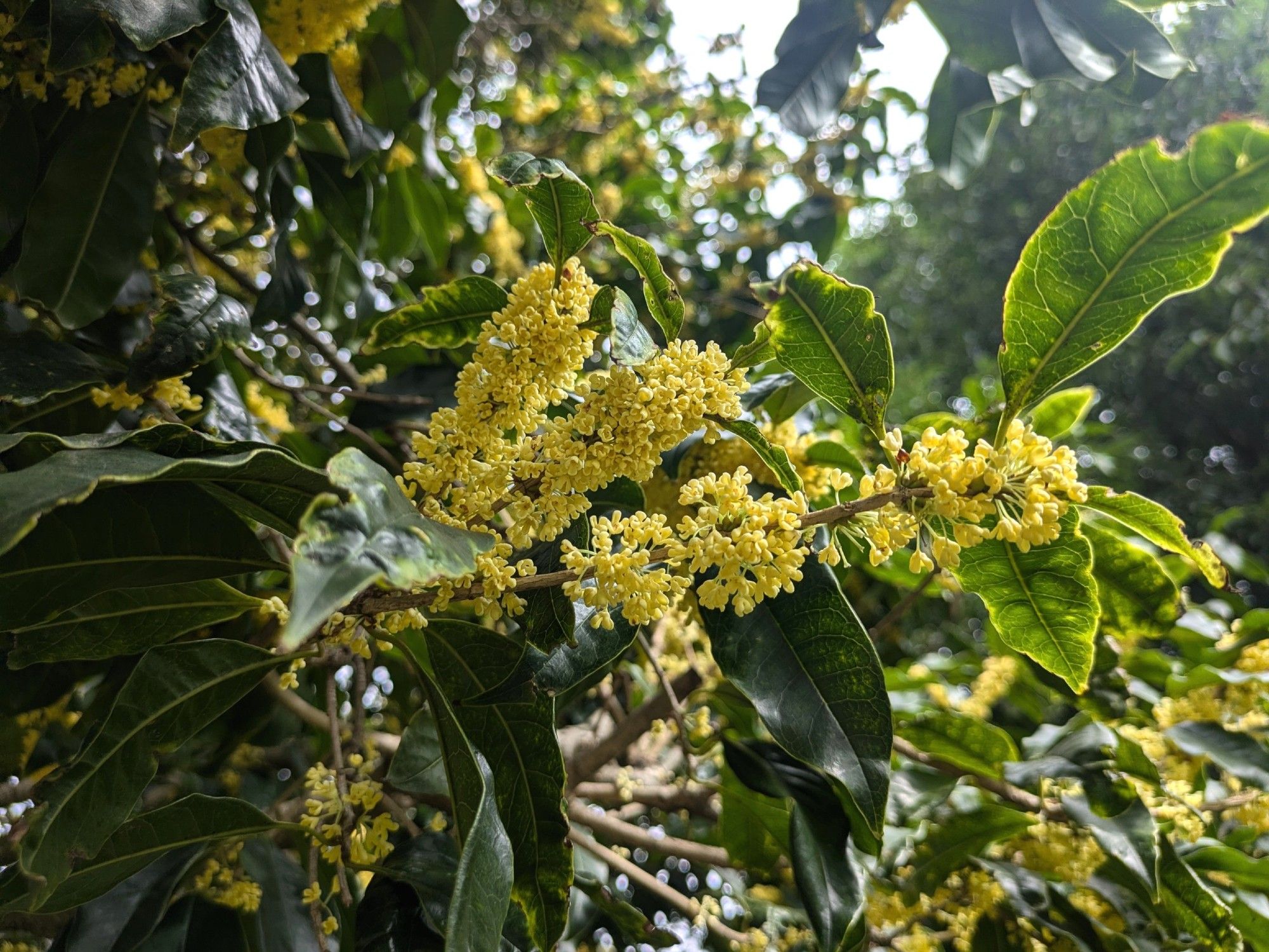 ウスギモクセイの花の様子です。