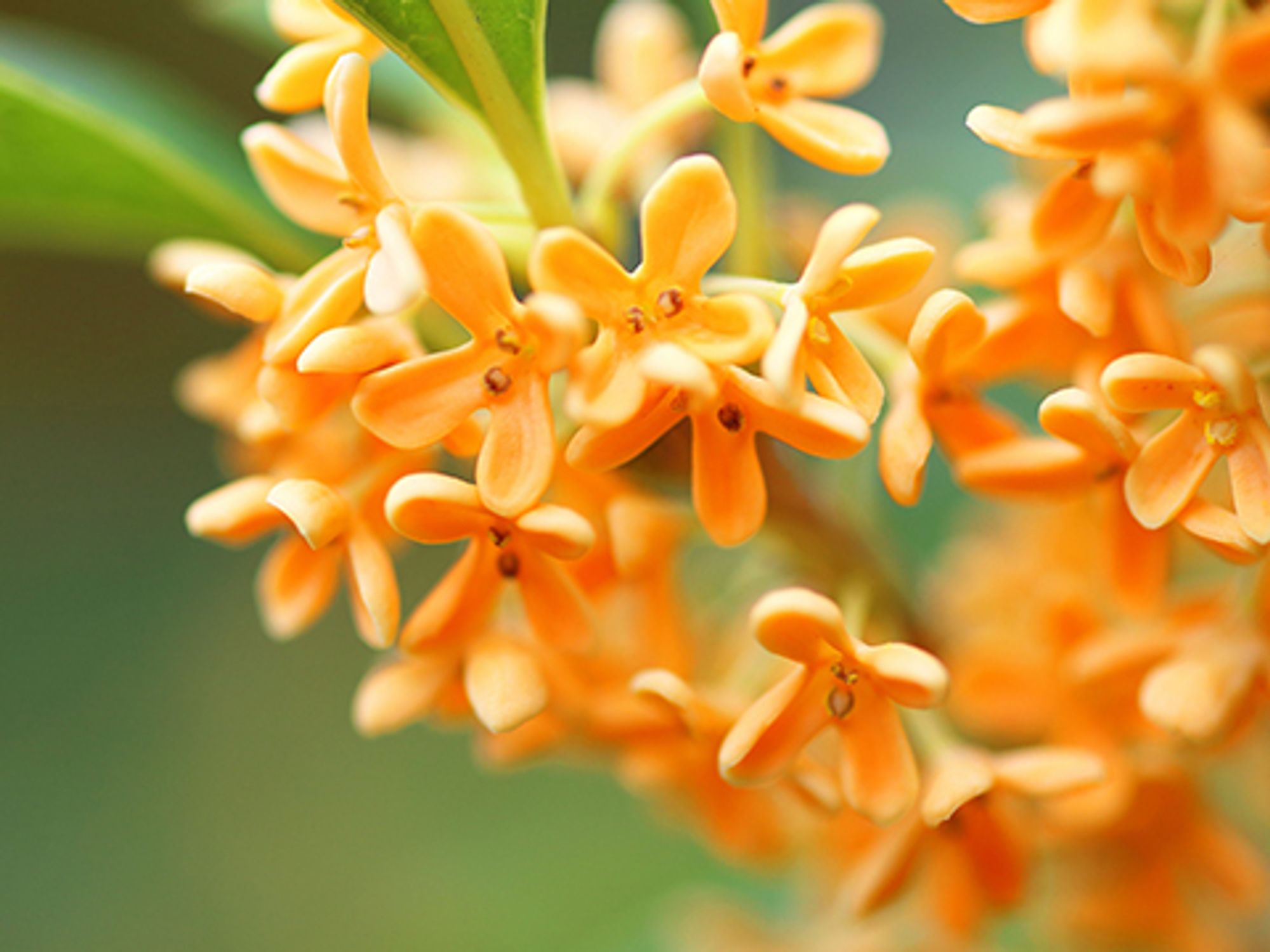 キンモクセイの生花写真です