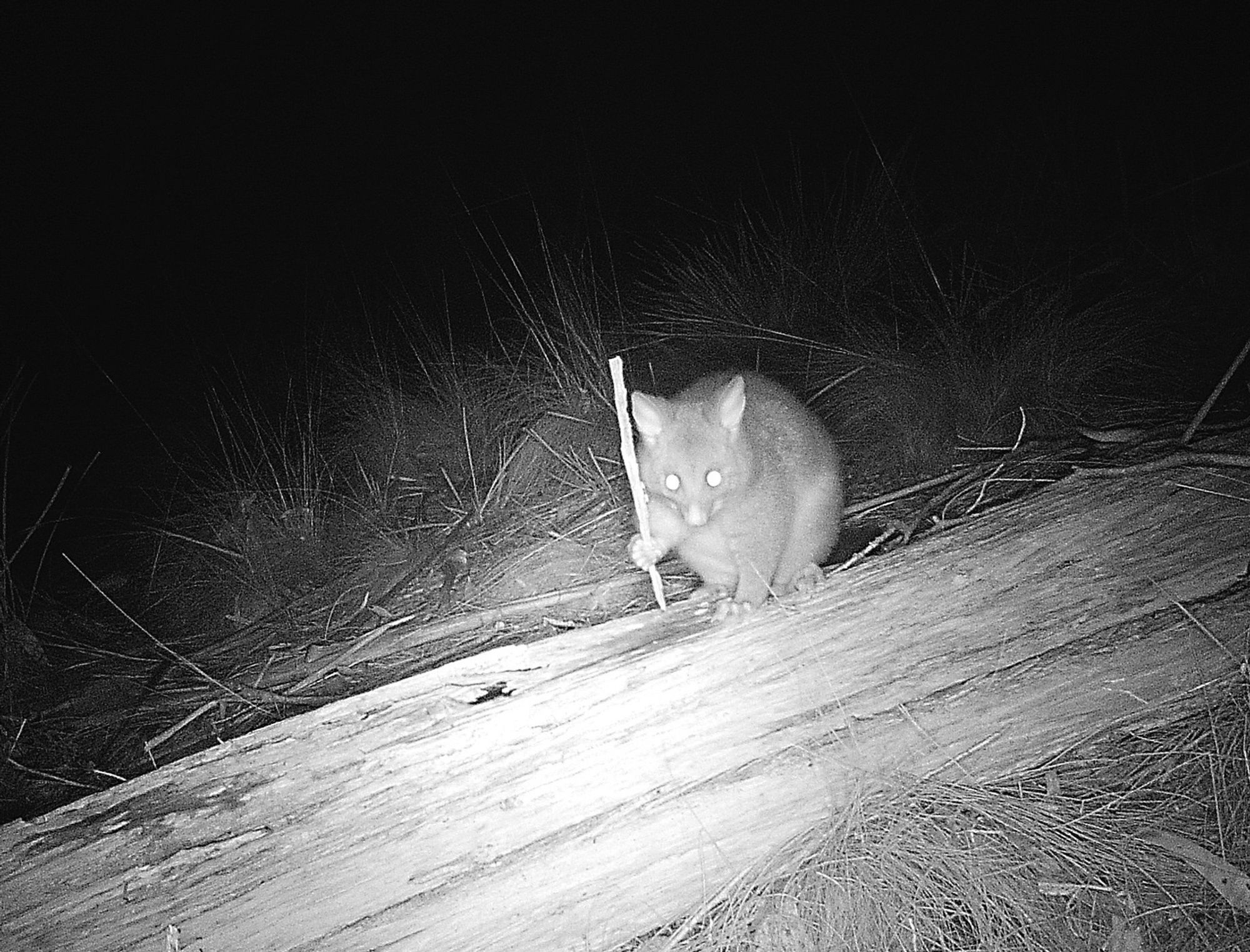 A brushtail possum holding a stick, Gandalf-style