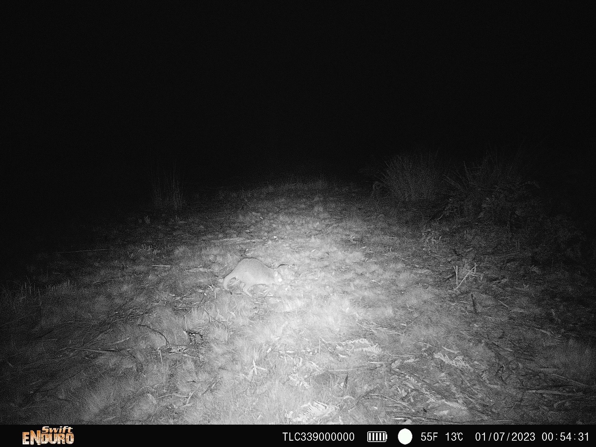 Camera trap image of a bettong with their prehensile tail curled around a bunch of dry grass