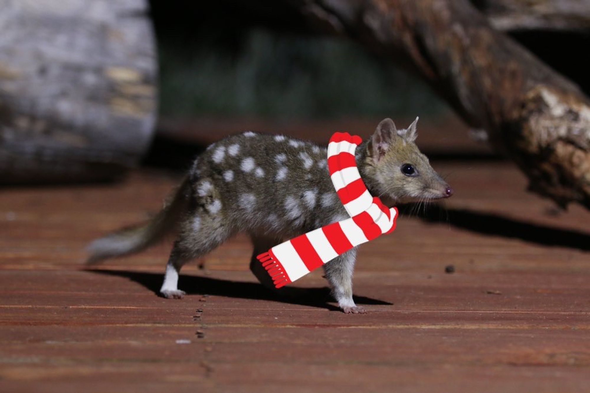 An eastern quoll on a wooden deck, wearing a festive scarf