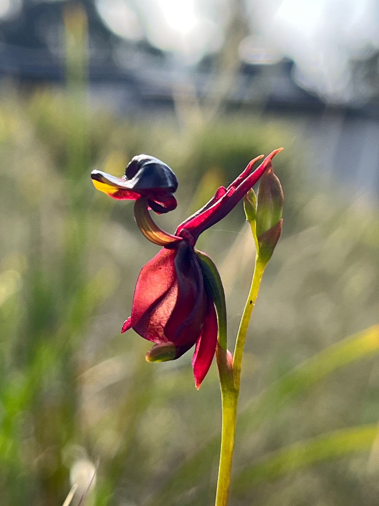 A Flying Duck Orchid in flower