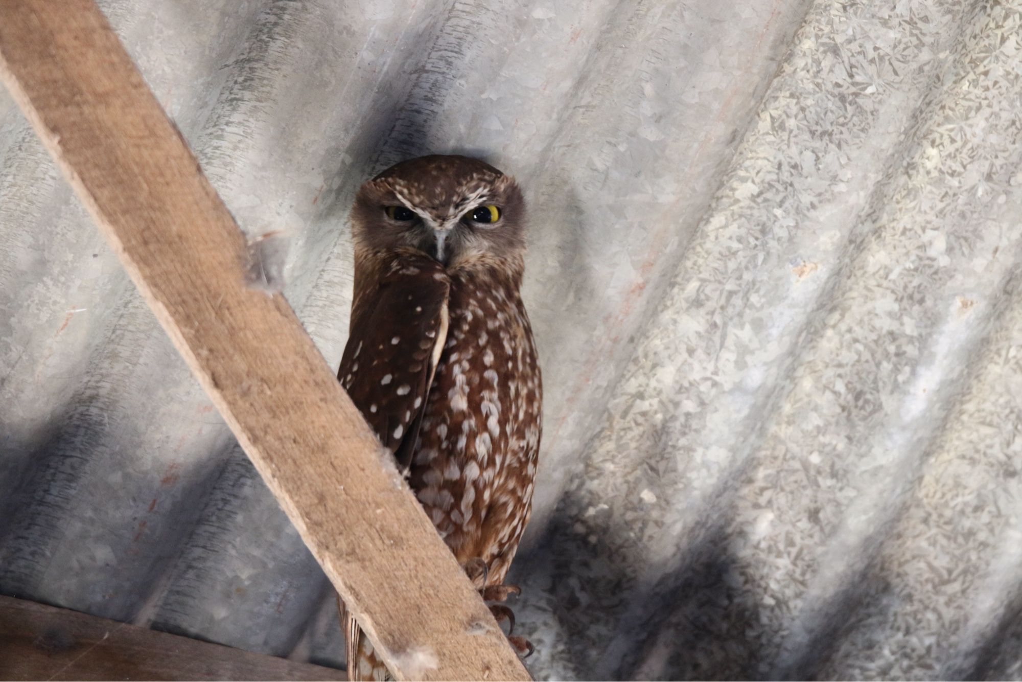 An owl, looking sceptical