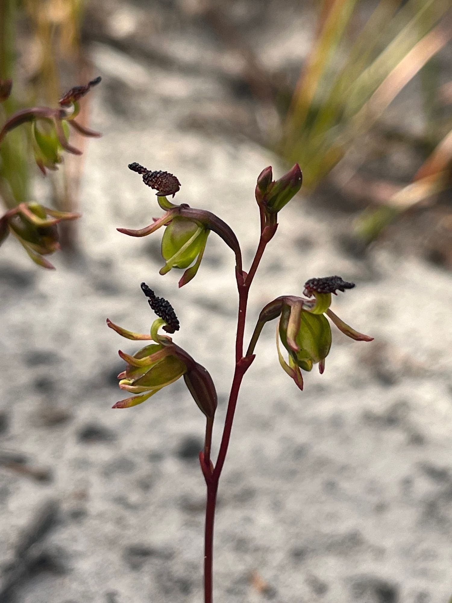 A flying duck orchid with 3 flowers on the same stem. Each flower resembles a duck in flight!