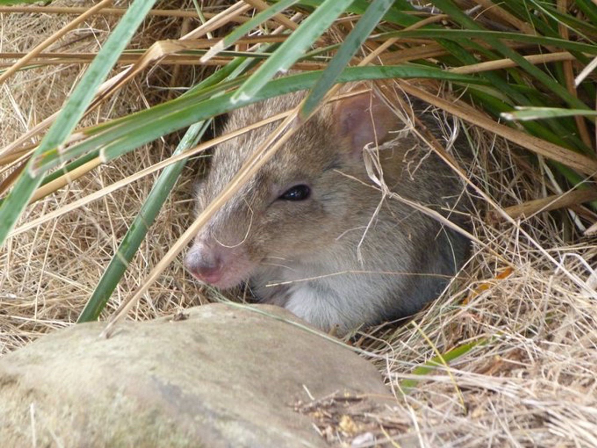 A bettong in a nest made of dry grass