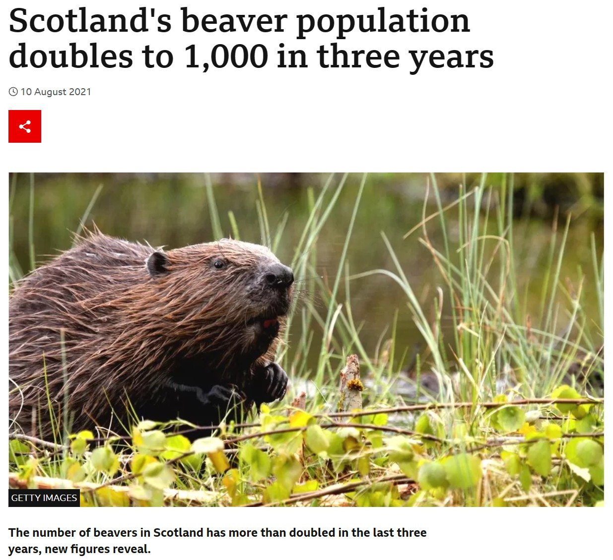 Picture of beaver, illustrating BBC article on population doubling to 1000 in 3 years https://www.bbc.co.uk/news/uk-scotland-58158296