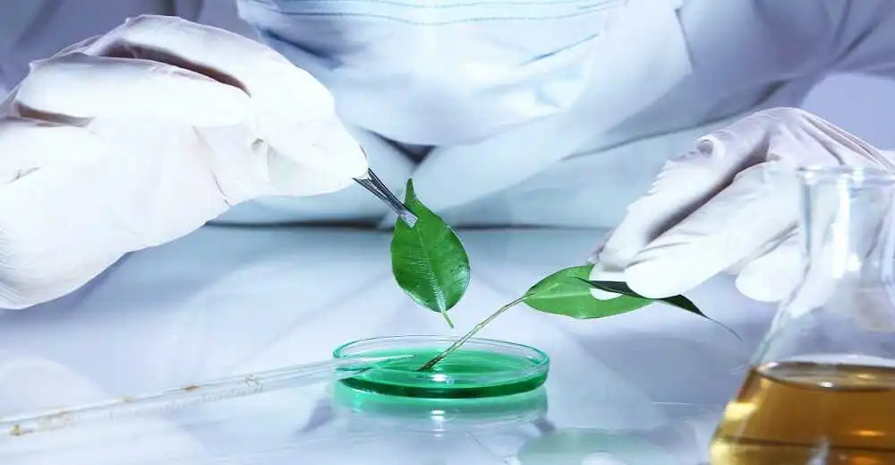 green chemical and material market