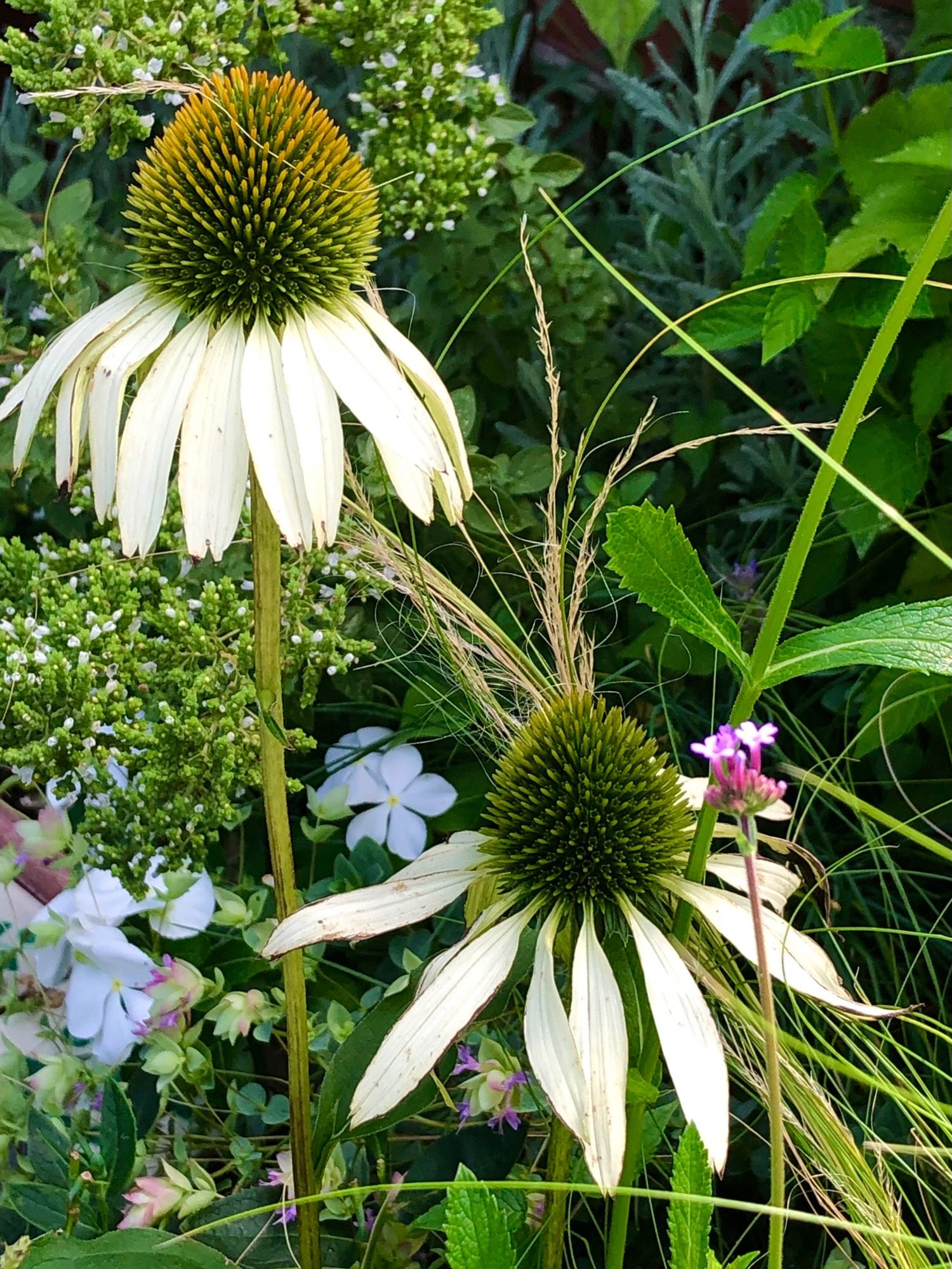 two white Echinacea blossoms in the early autumn garden…a touch of lavender-pink too..