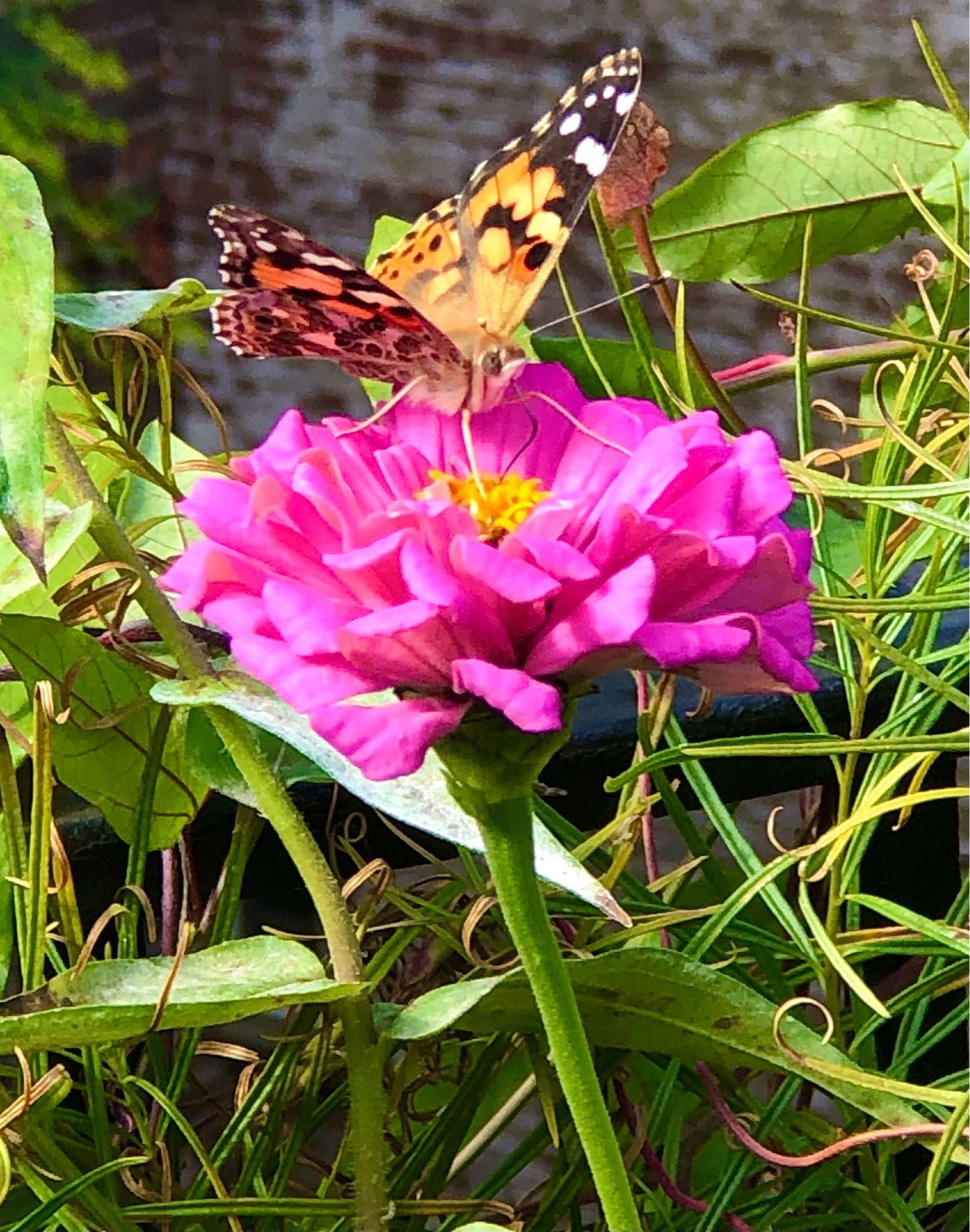 Closeup of an orange and black/spotted butterfly,  atop a cool-pink zinnia with a golden yellow center.